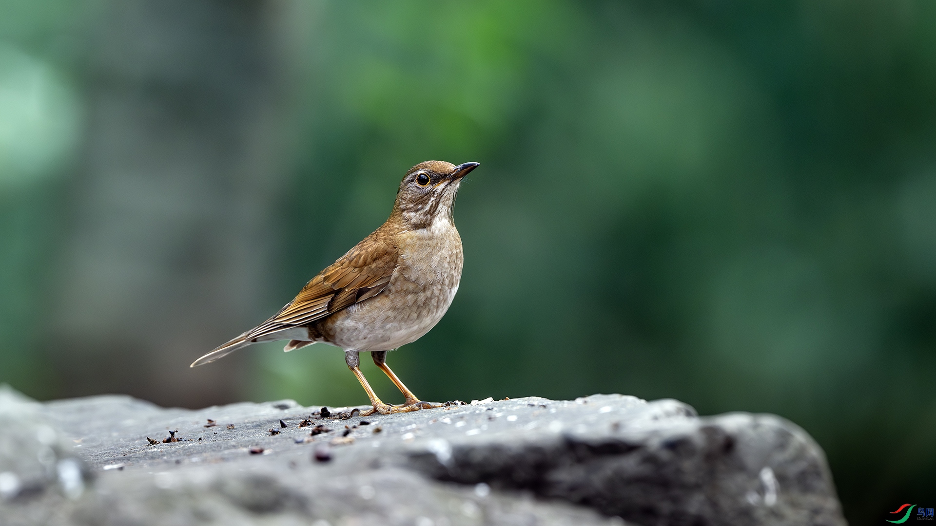 DSC_4859-����ǿ-NR ����.jpg