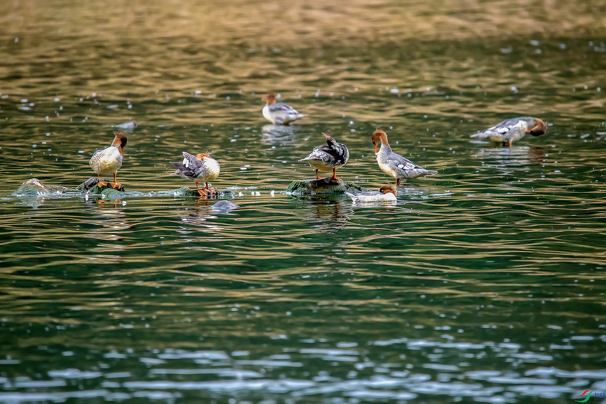 DSC_0005a.jpg