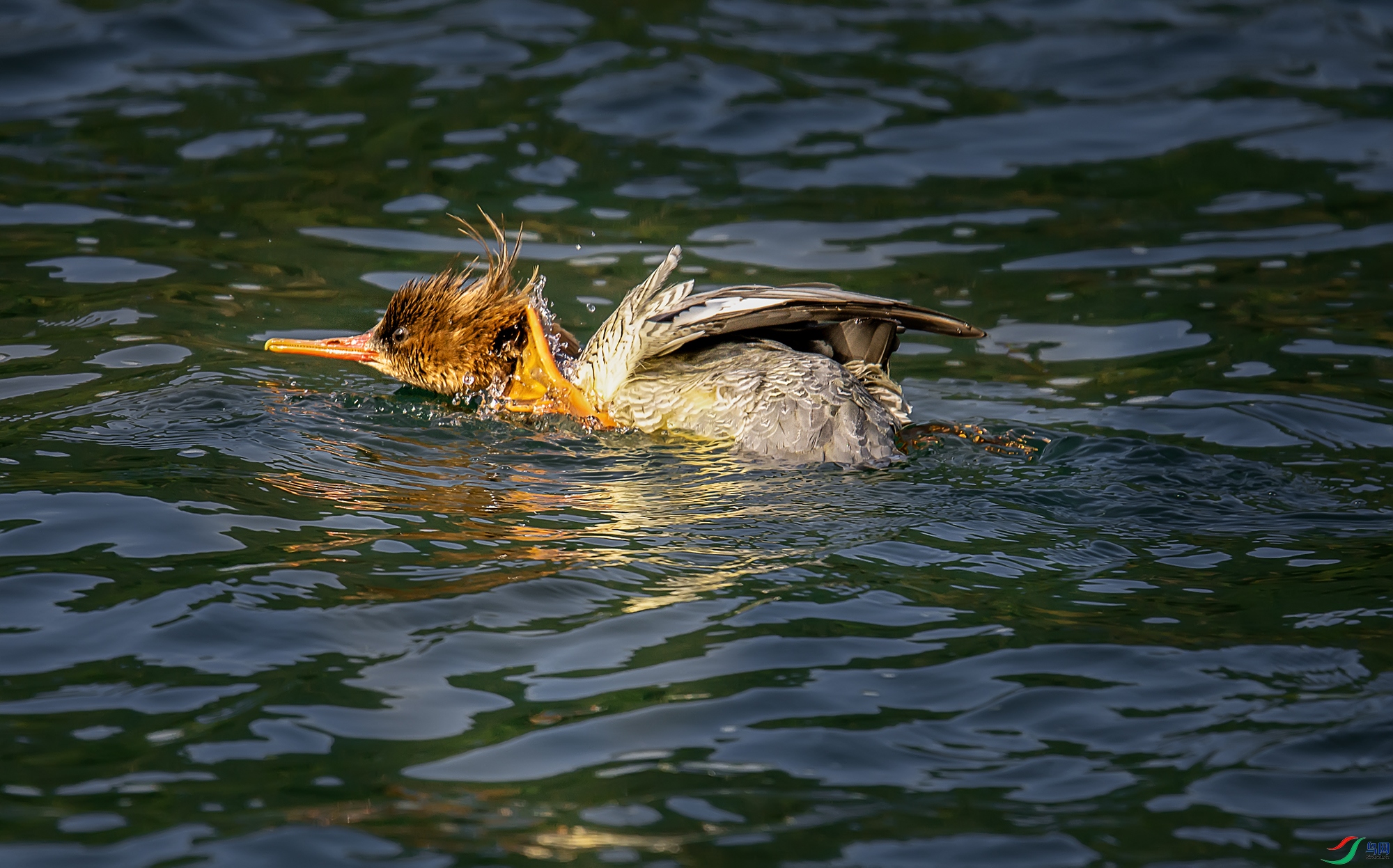 DSC_0848a.jpg