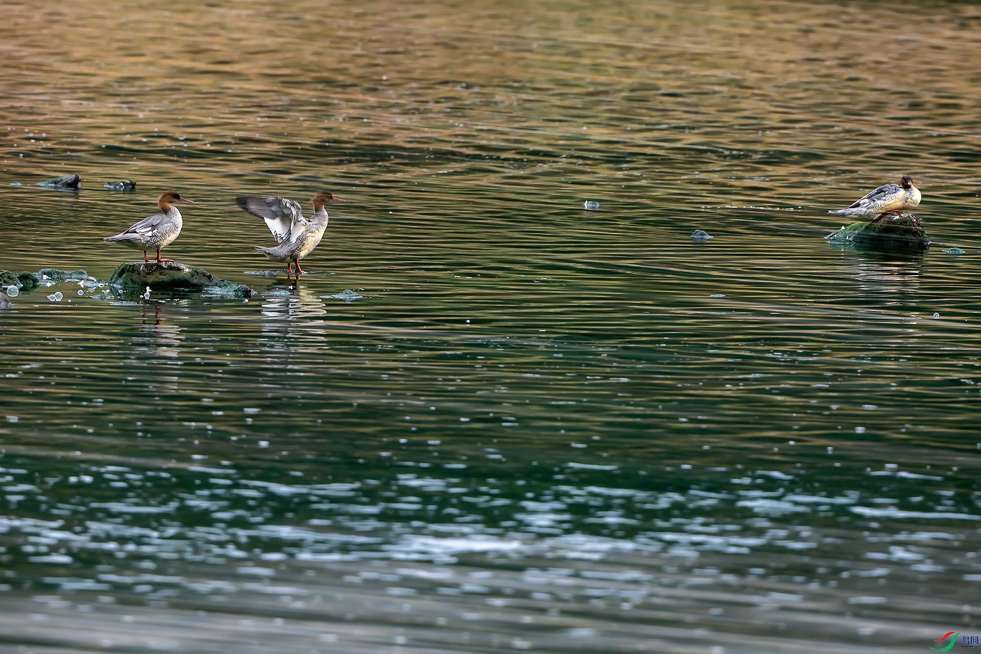 DSC_0216a.jpg