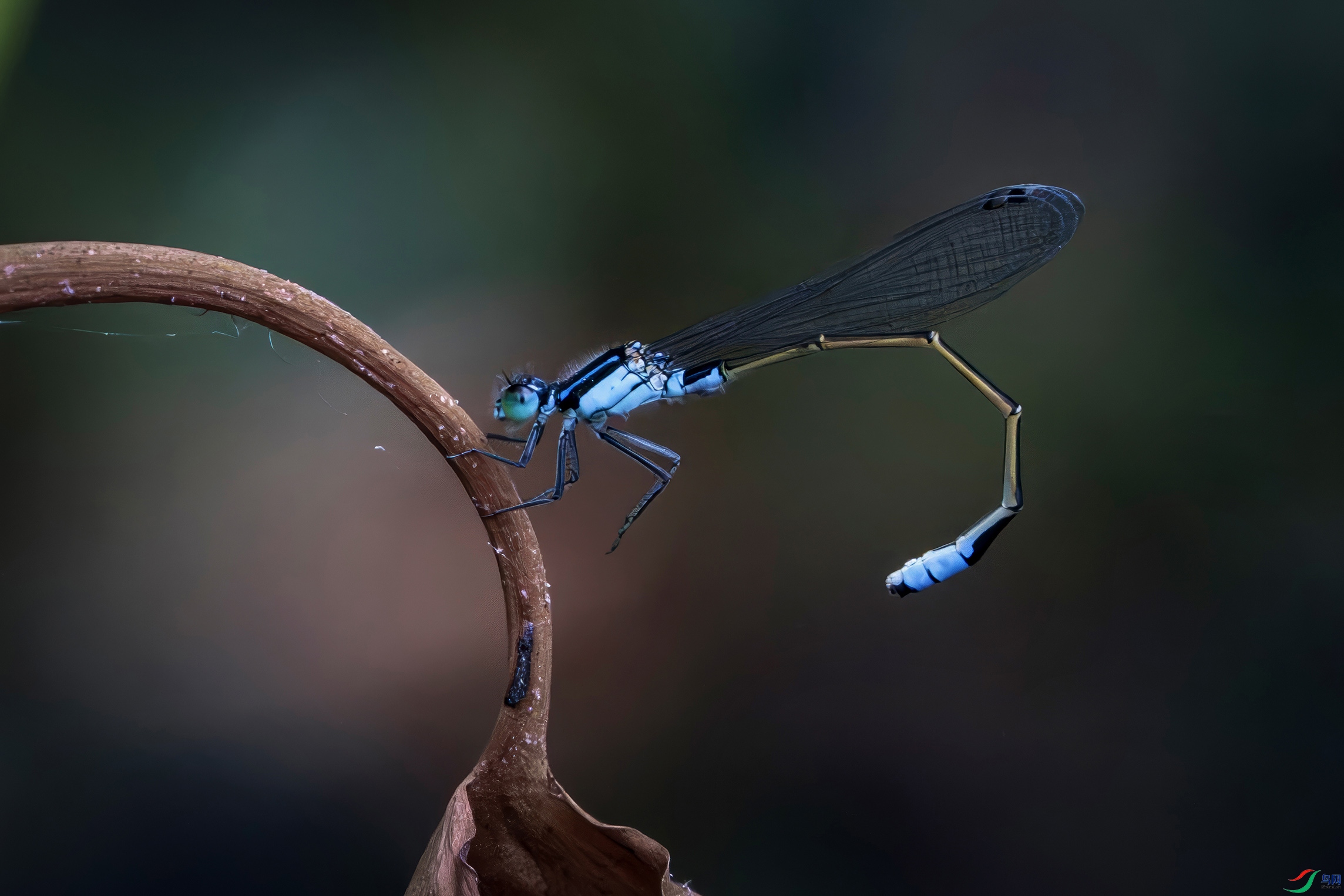 �����ڰ��ް�������ֲ��԰��