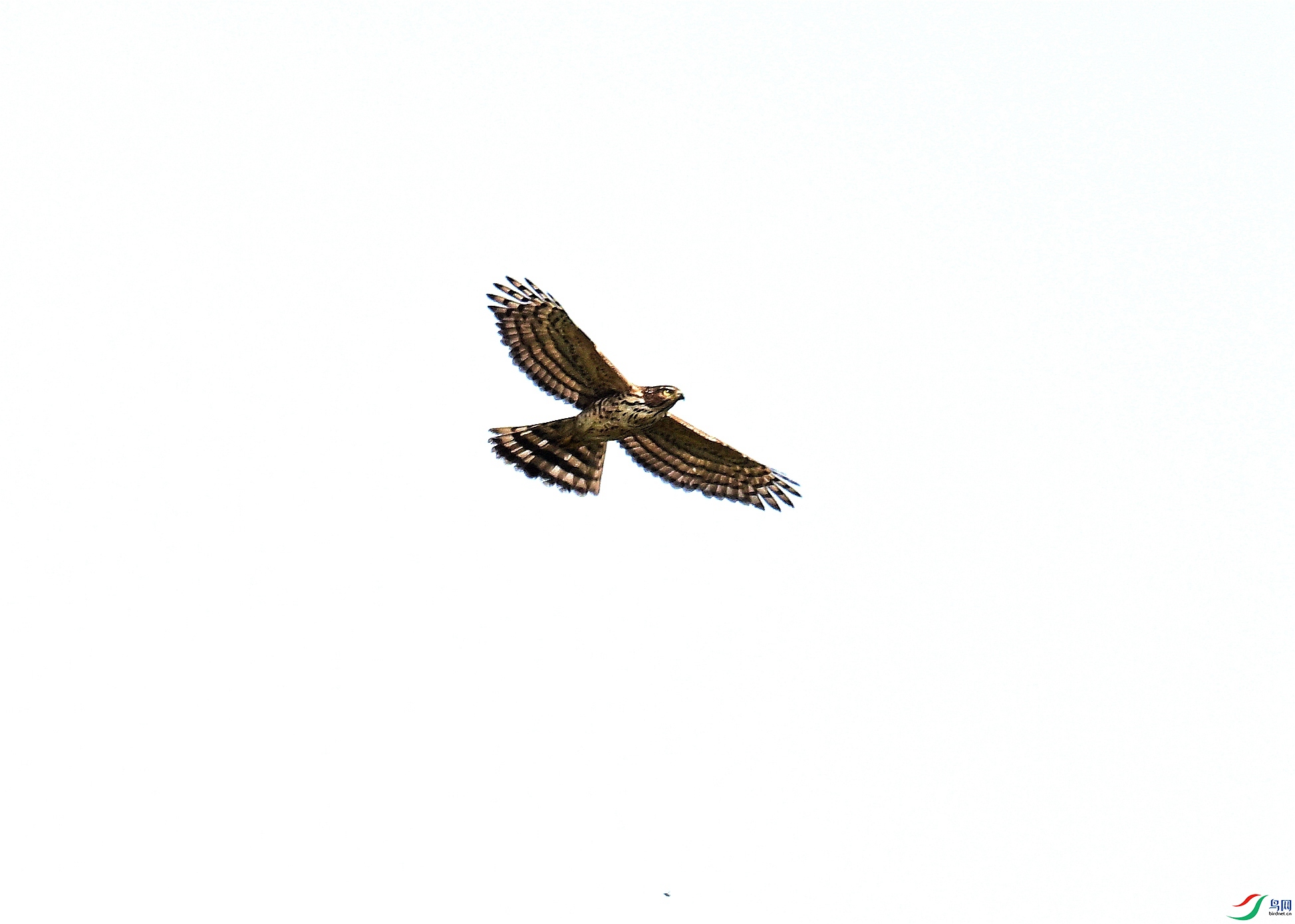 DSC_1453.jpg