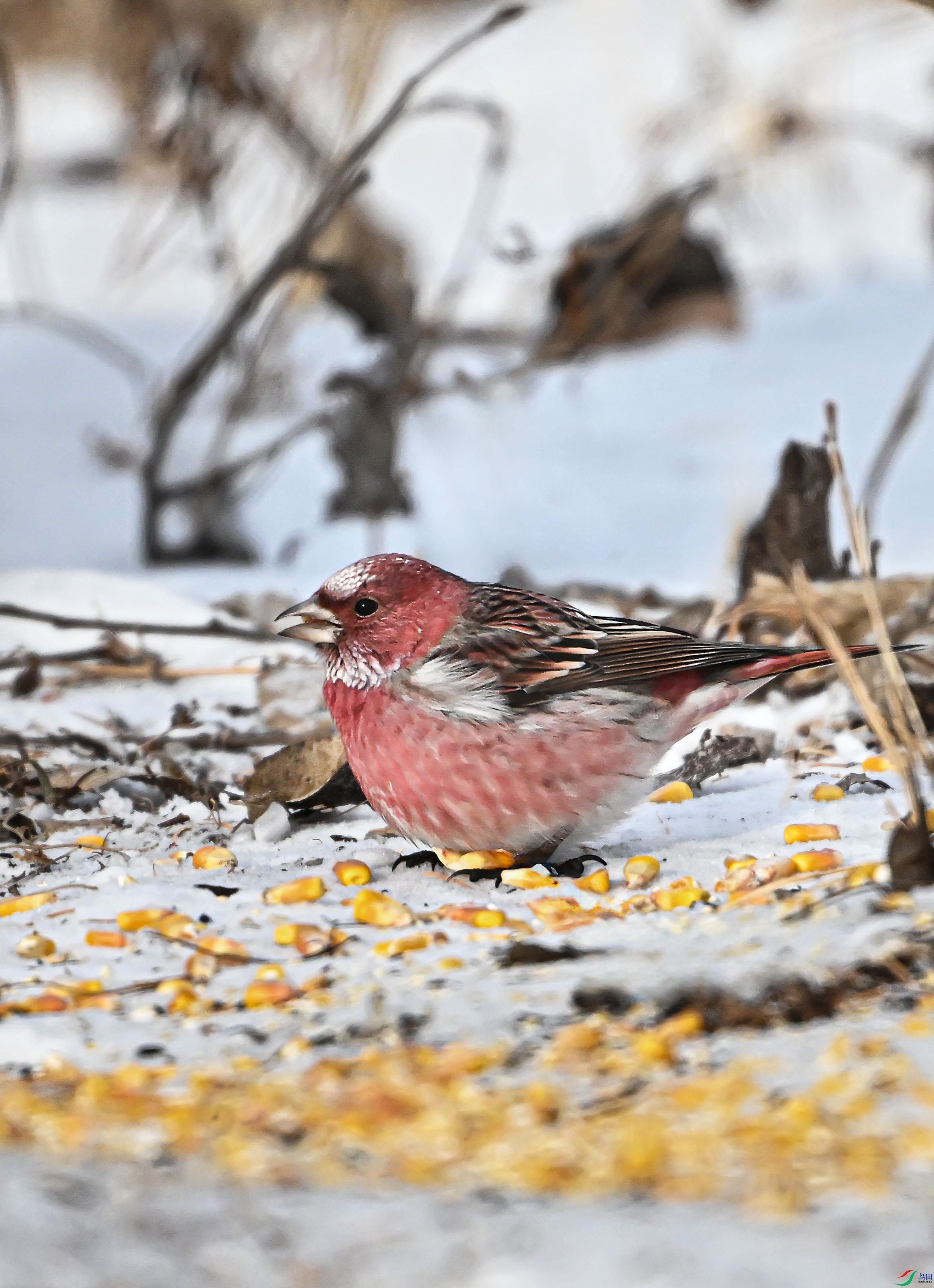 LWG_1104 ����.jpg