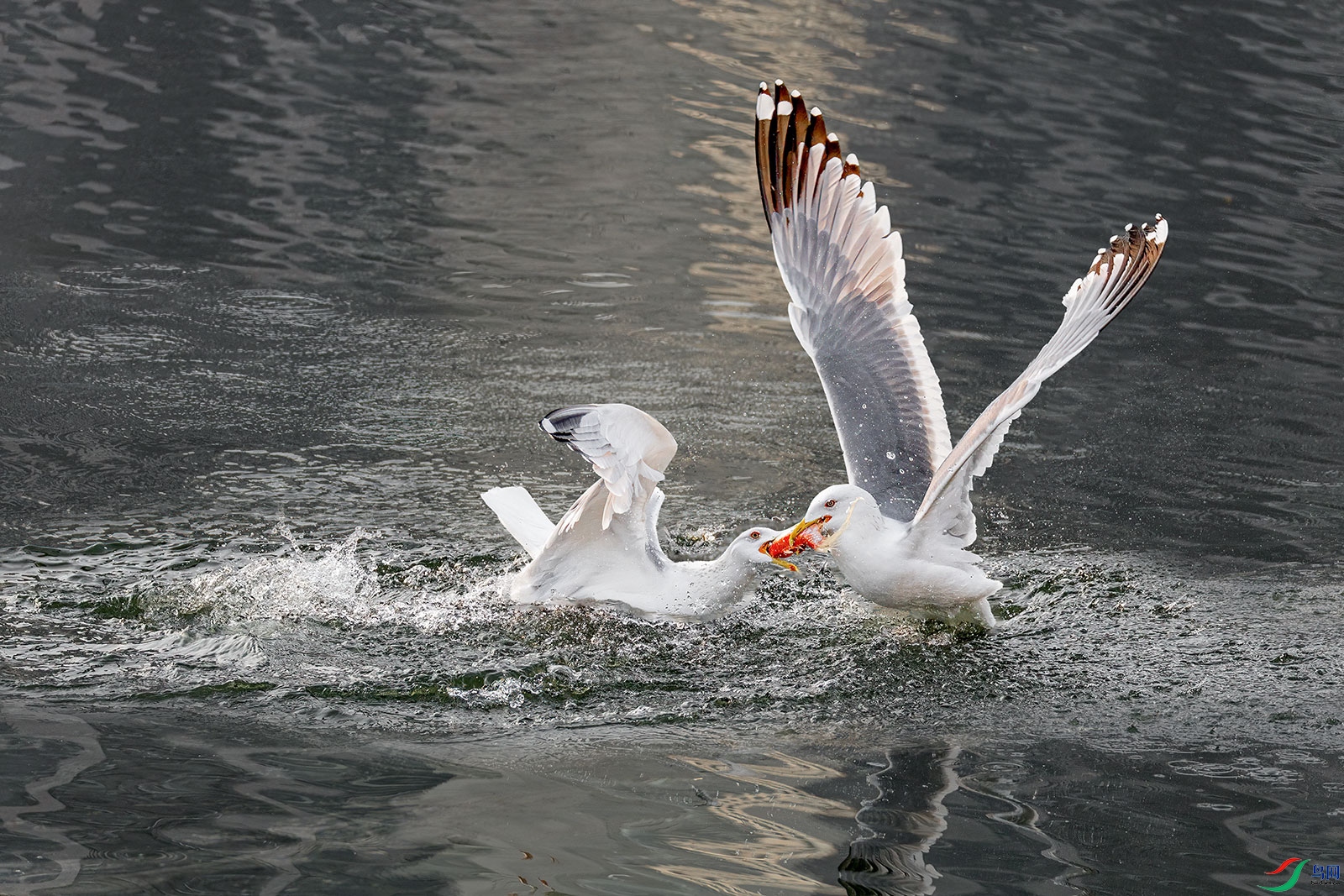 BK0A7631-01.jpg