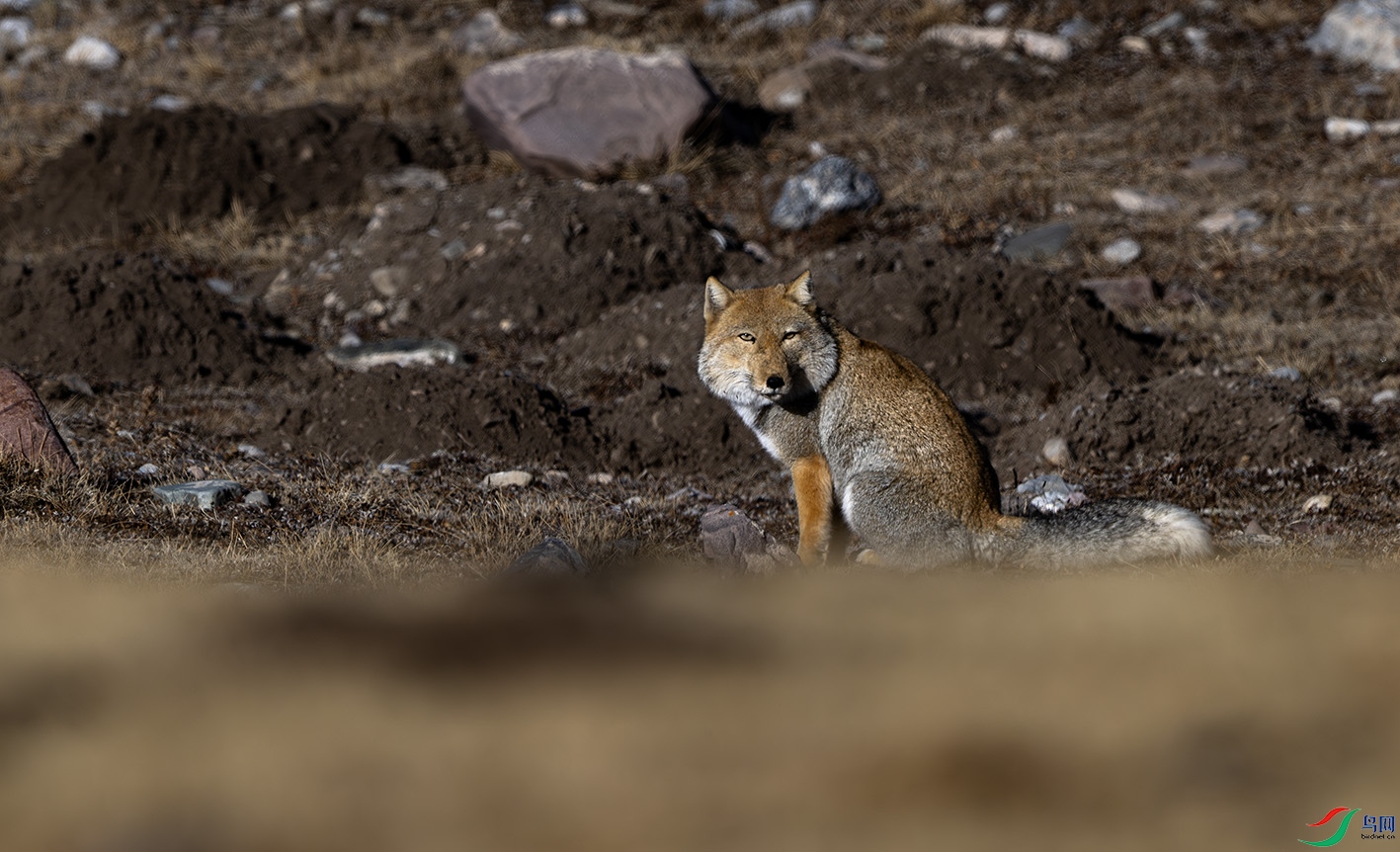 _DSC9644-����ǿ-NR ����.jpg