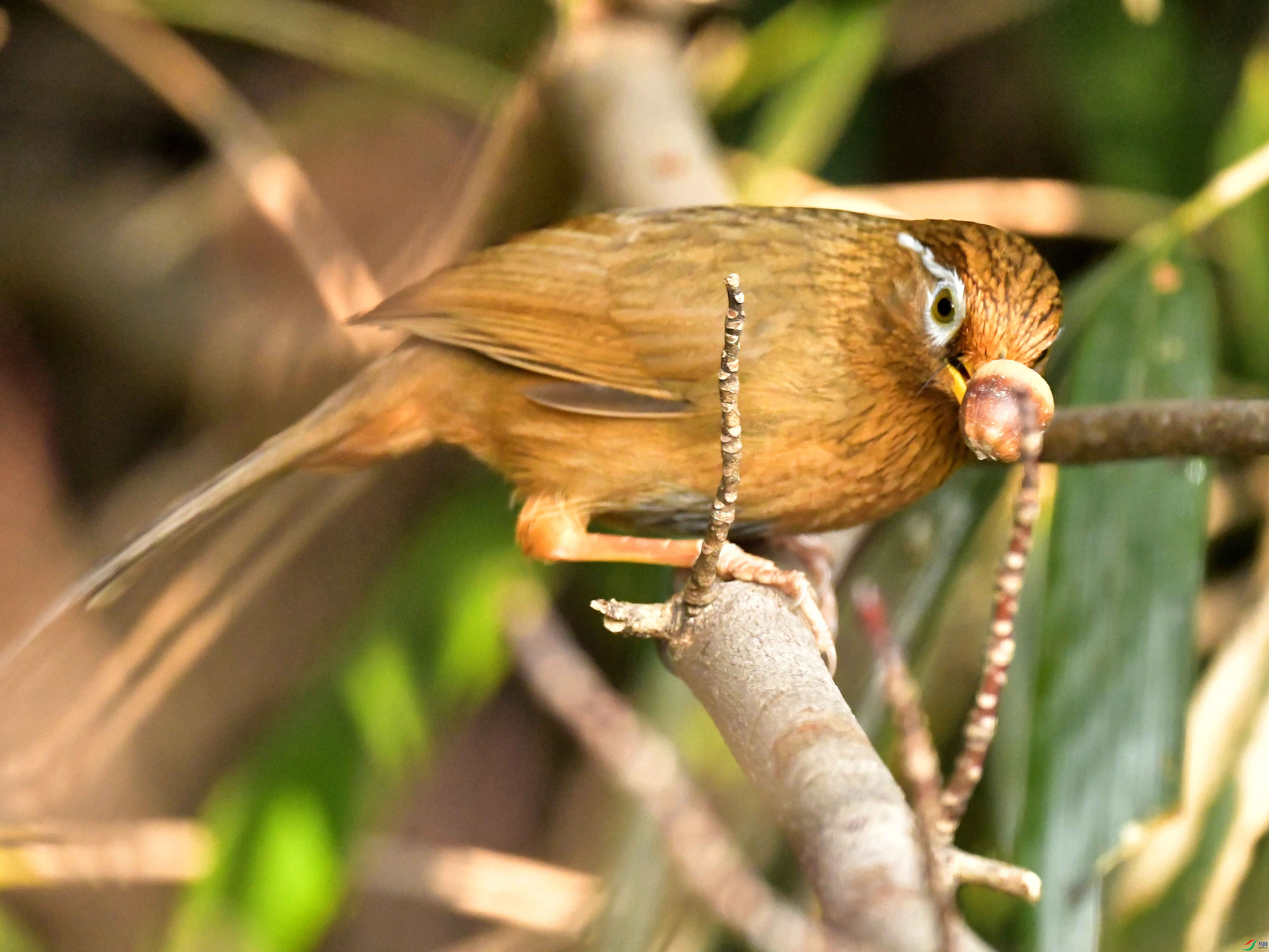 DSC_5238.jpg