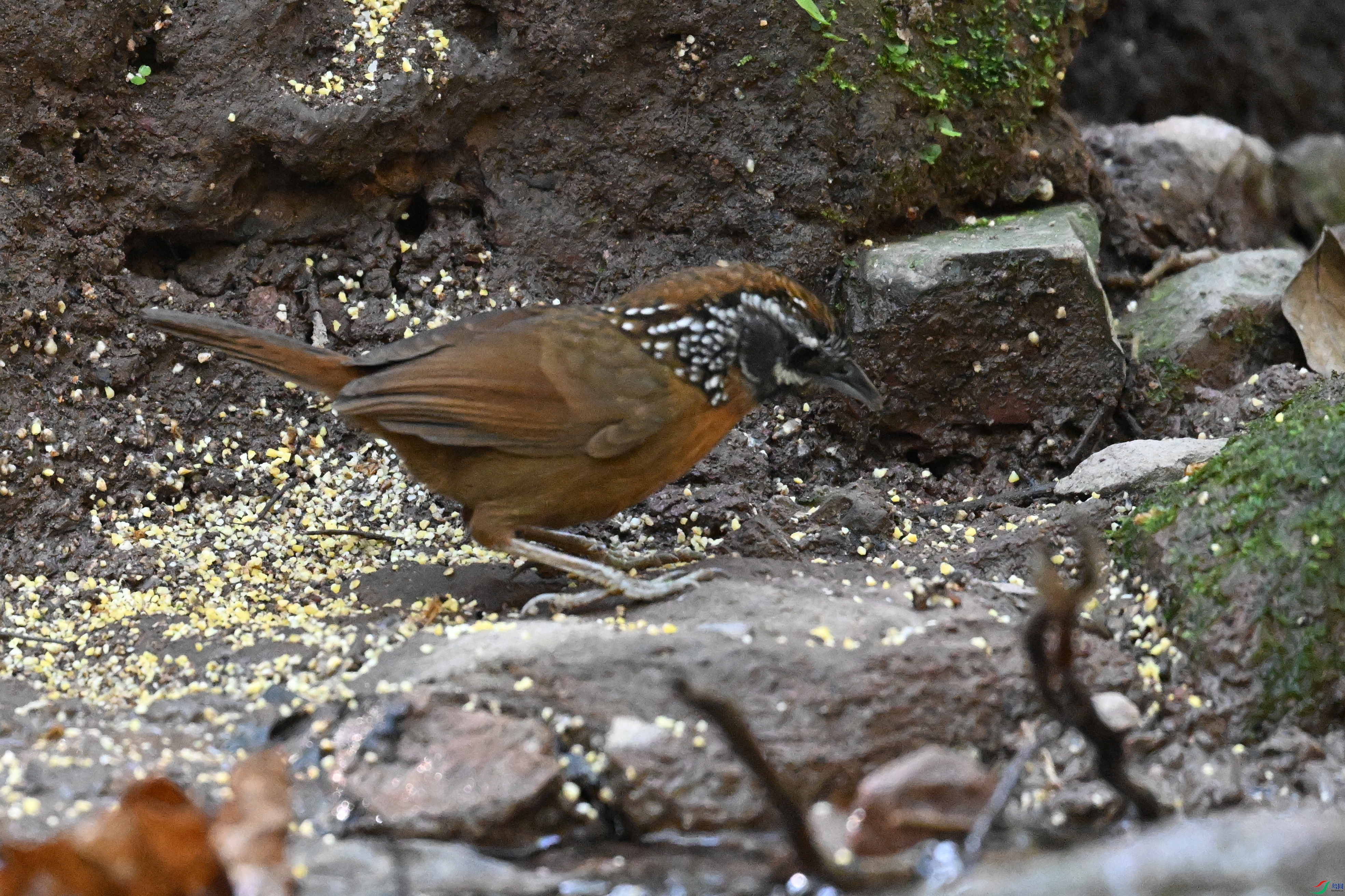 DSC_6364.JPG