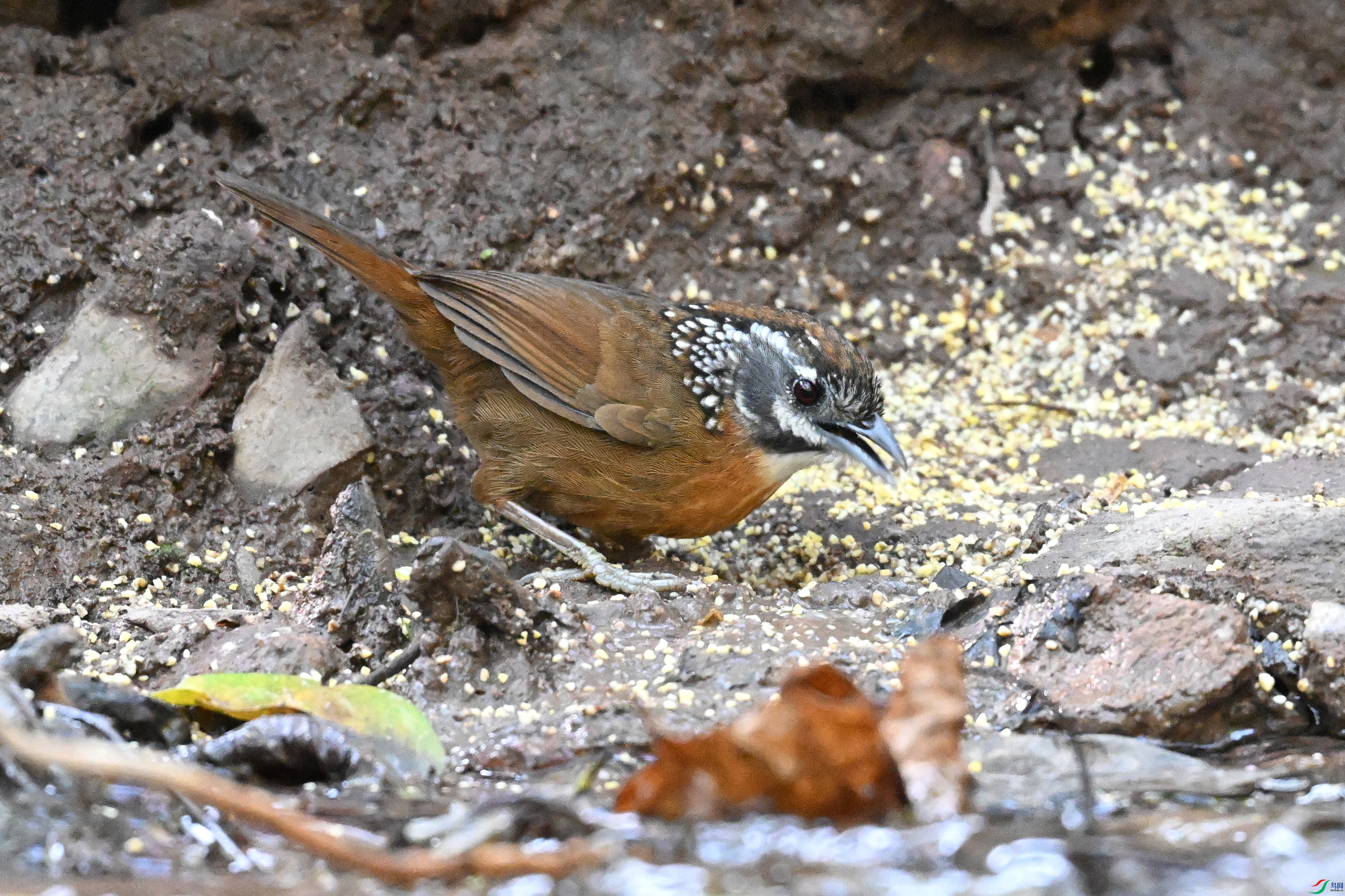 DSC_6362.JPG