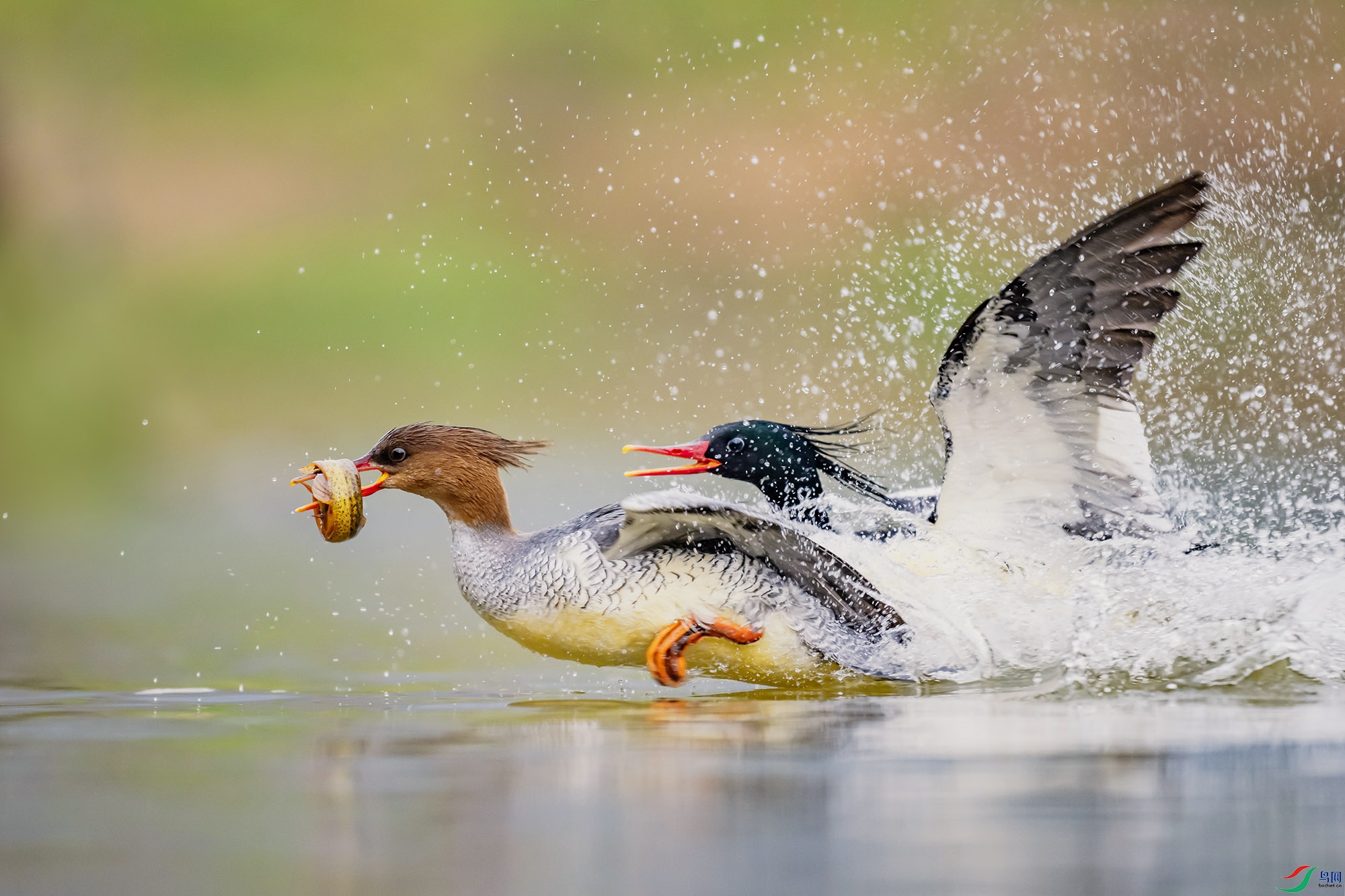 DSC_5182 ����.jpg