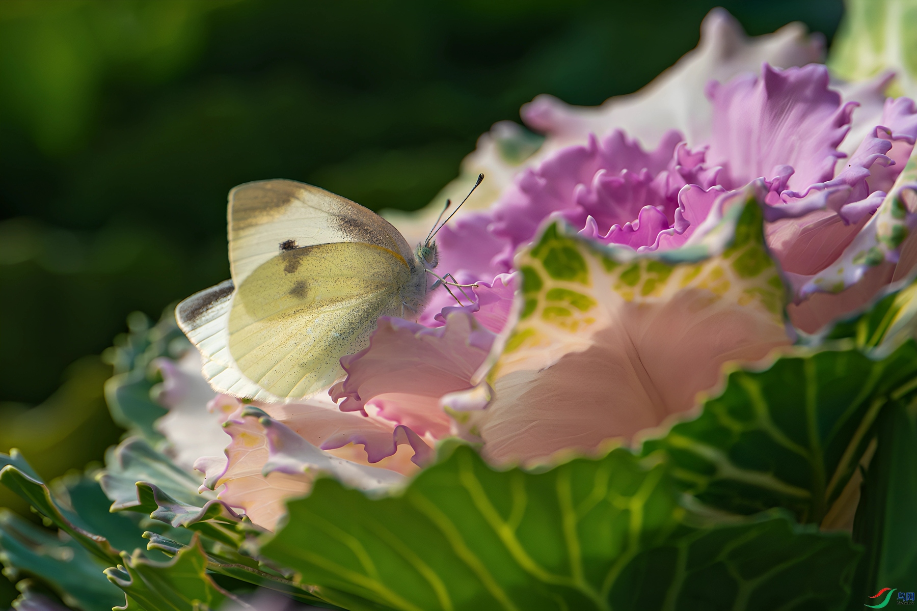 DSC_7592_����.jpg