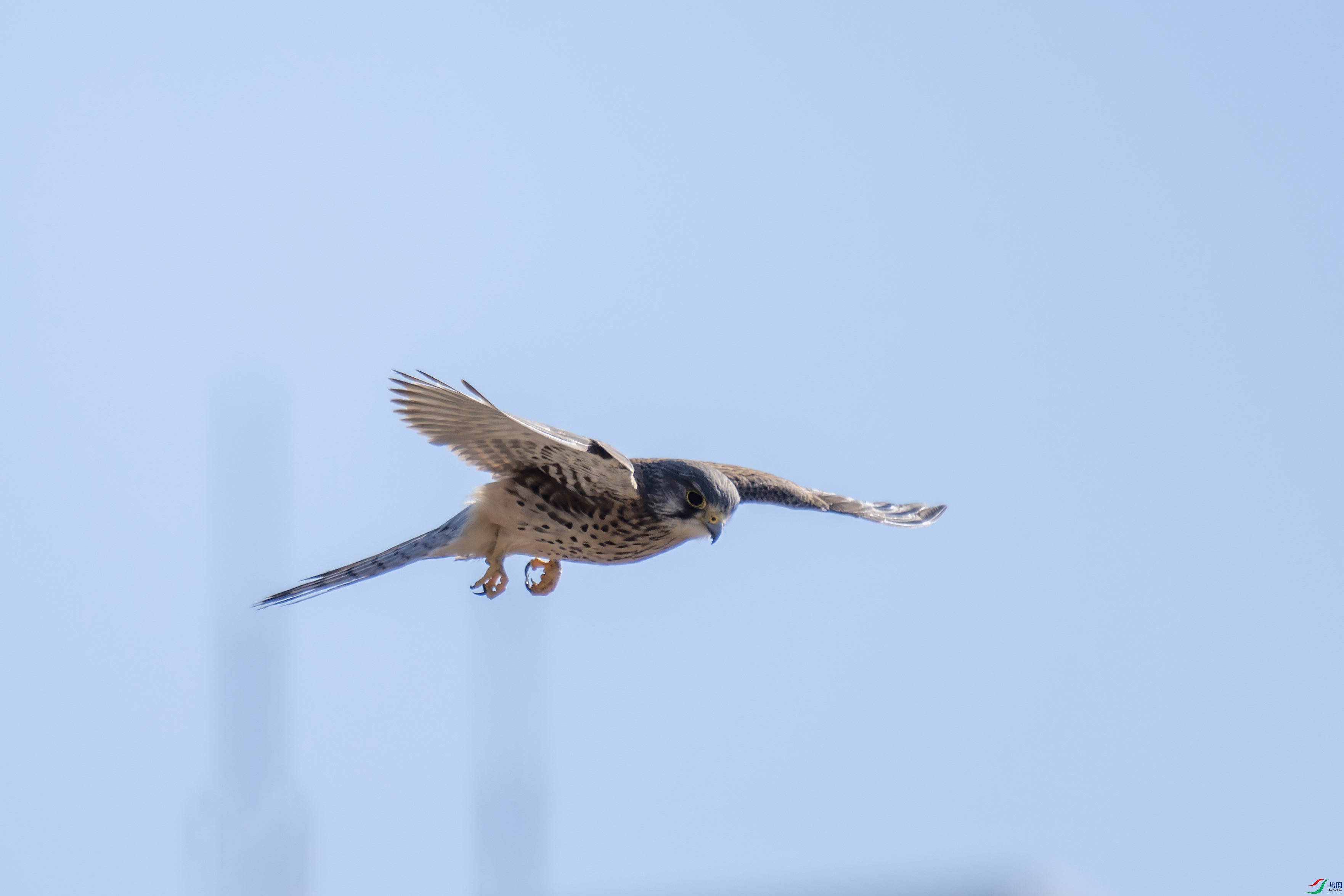 DSC_8089-����.jpg