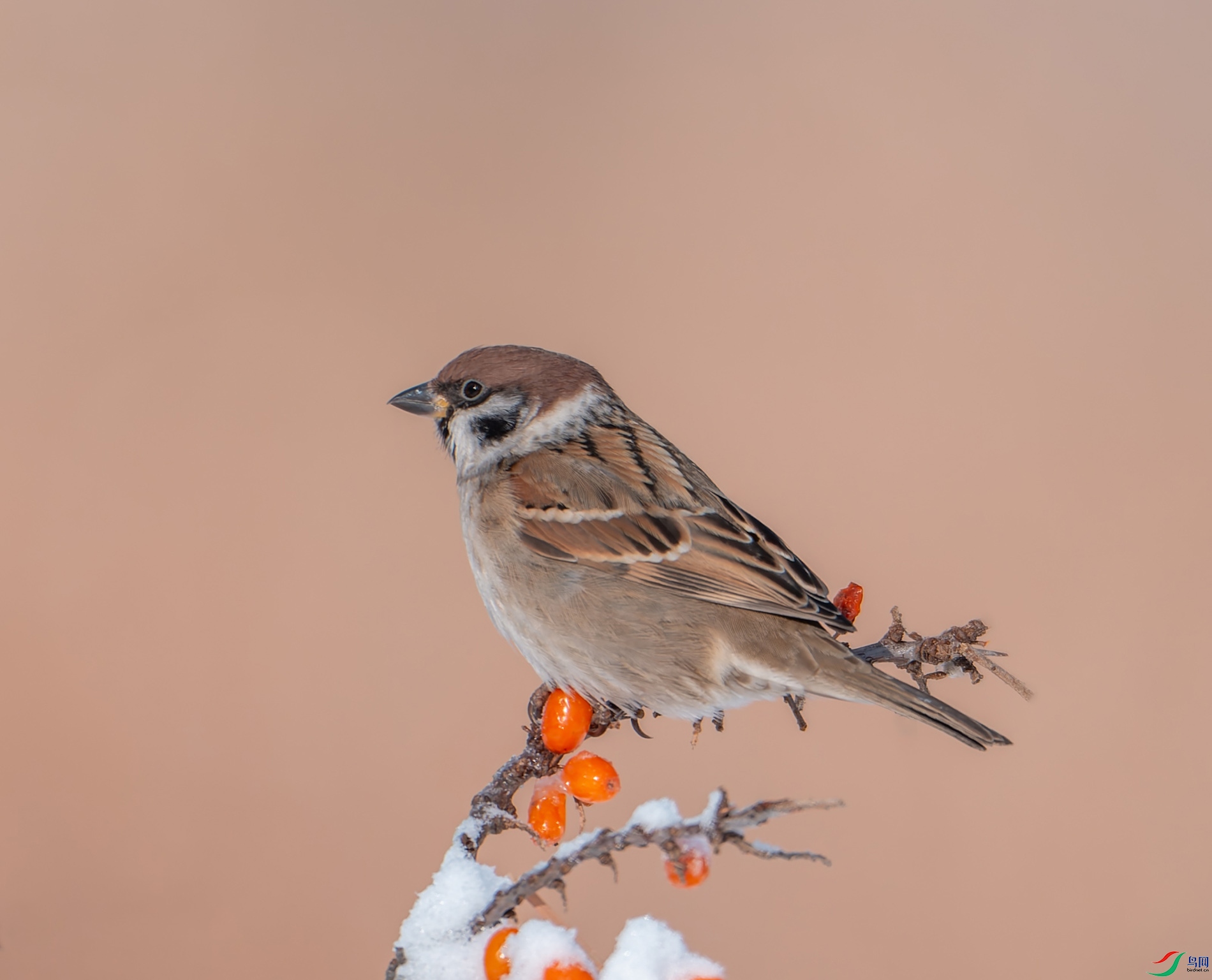 DSC05792-DxO_DeepPRIME XD2s-2.jpg