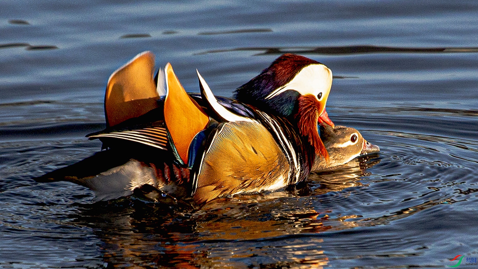 _MG_6664 ����.jpg