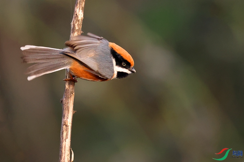 ��ͷ��βɽȸ