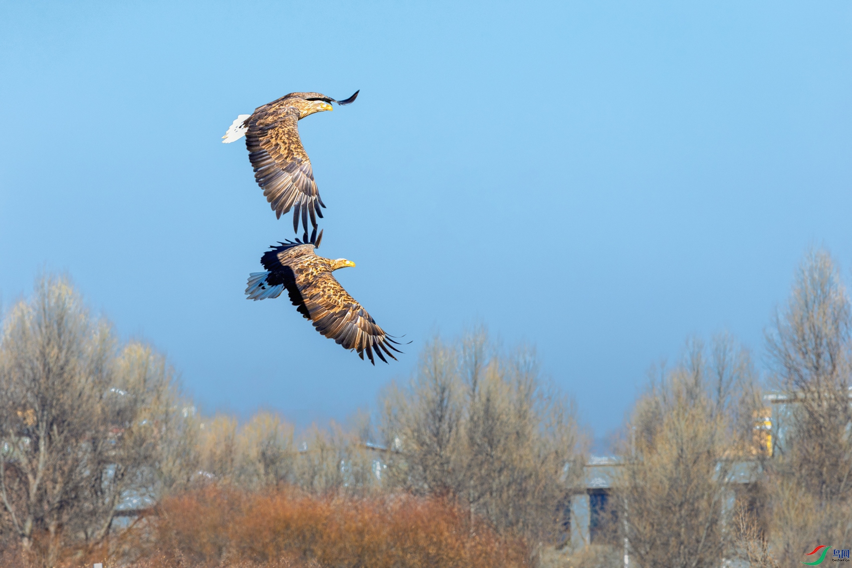 ��β����----����˫��