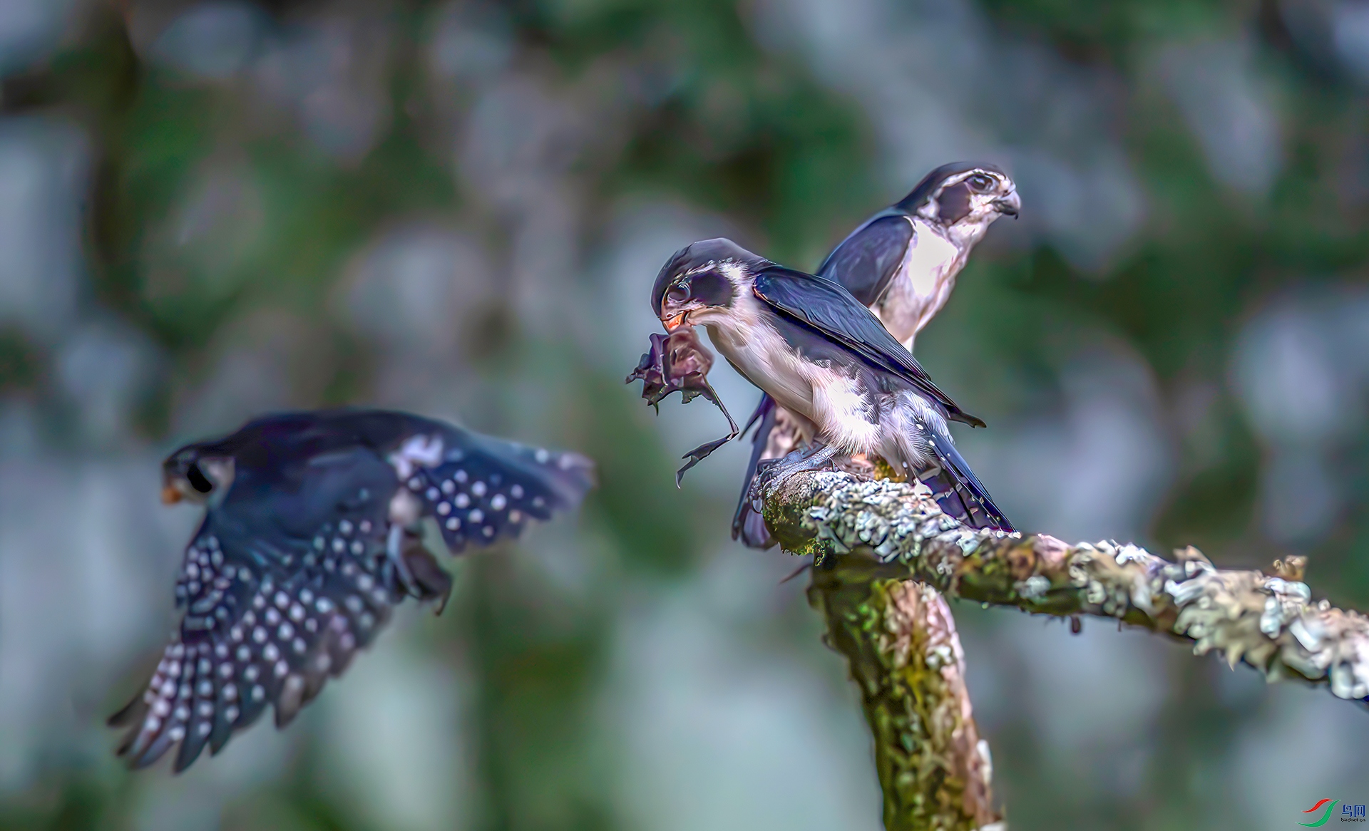 _S7I6597----33  .jpg