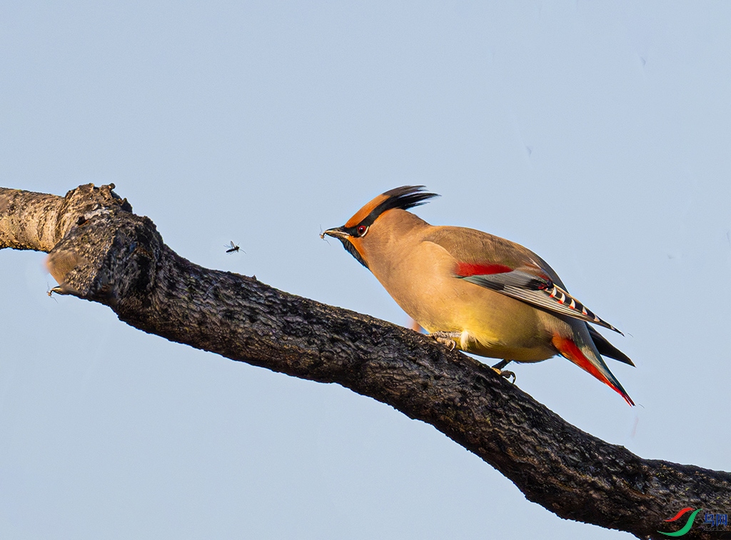 DSC_9950����ǿs.jpg