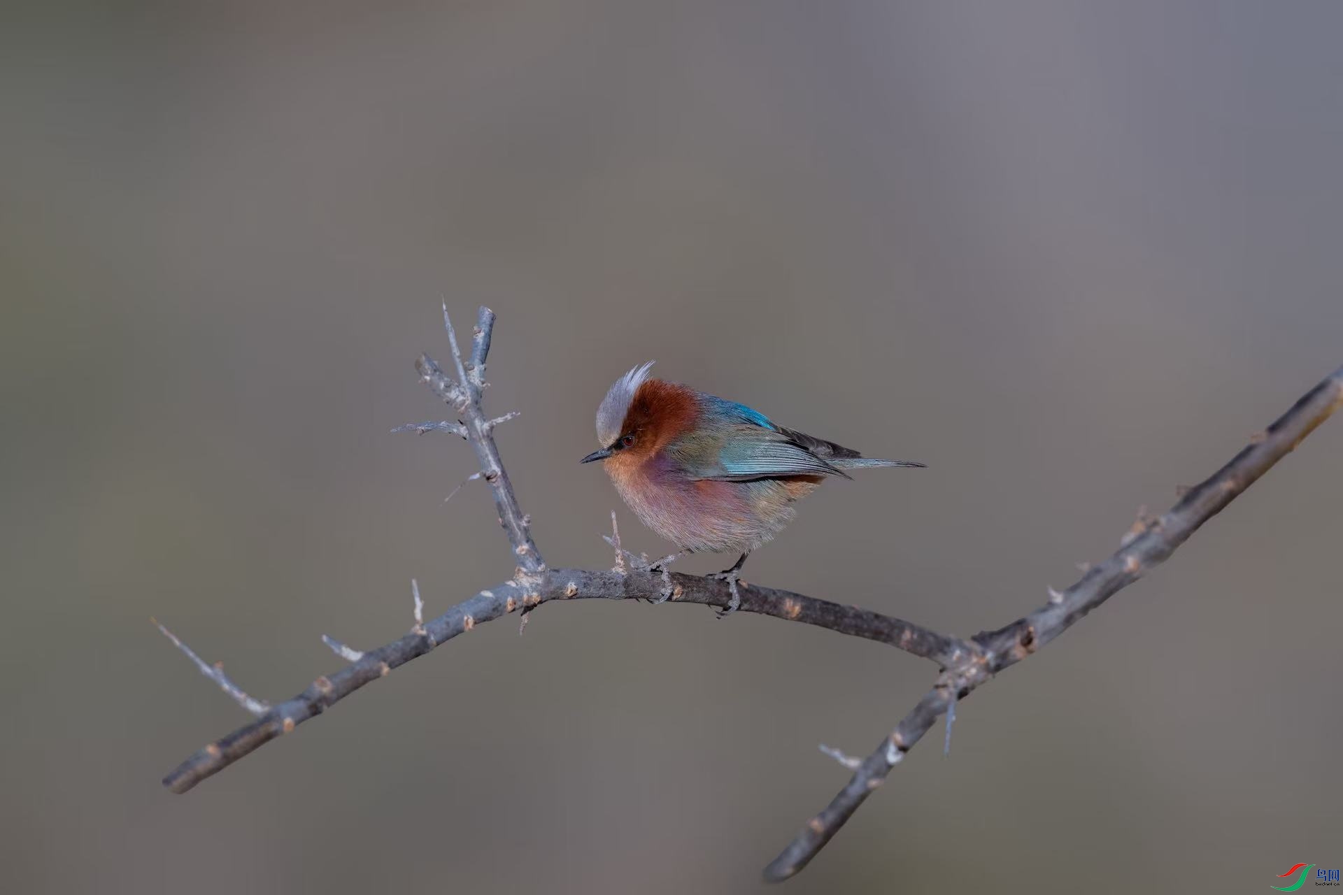 ��ͷ����