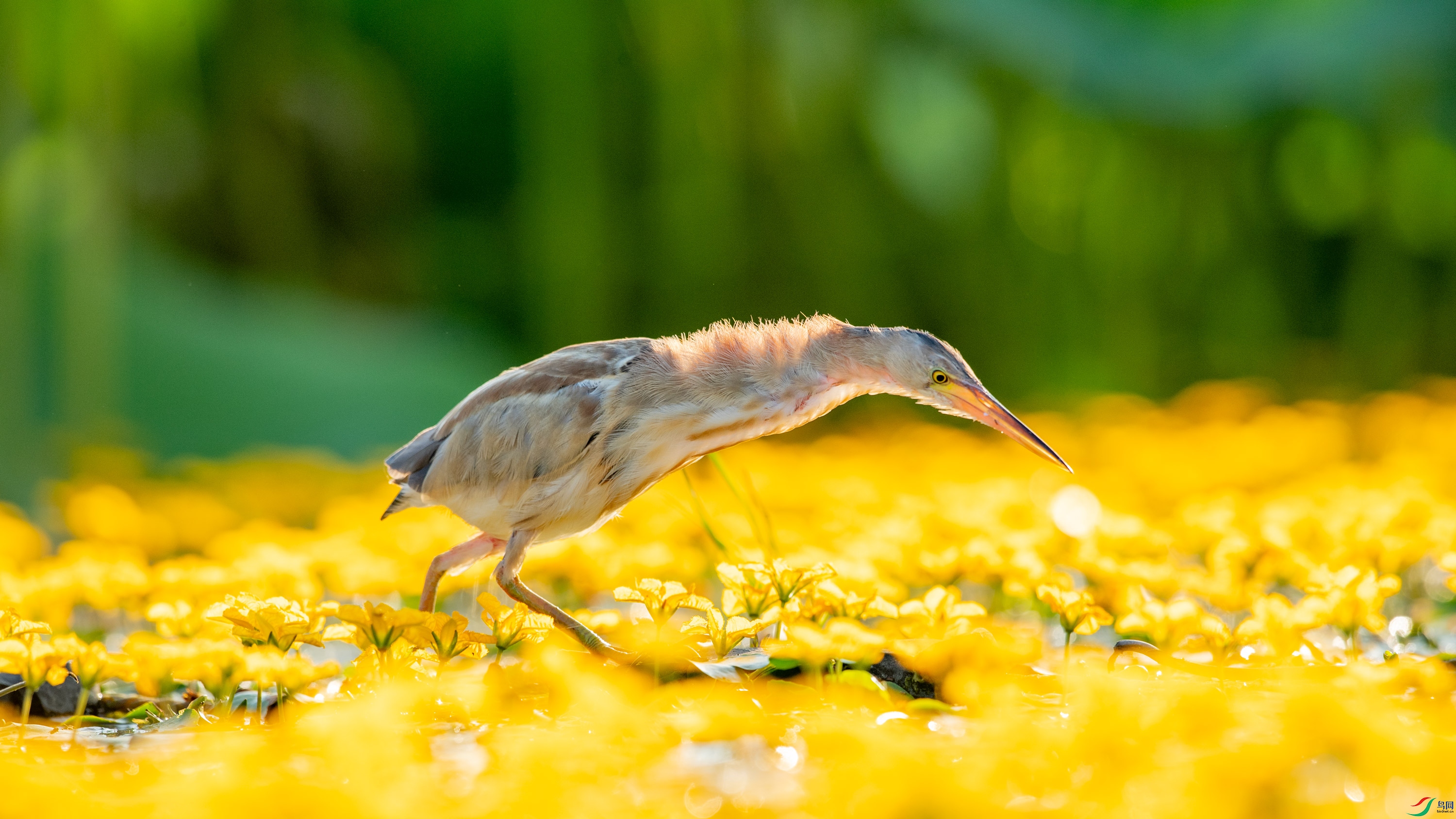 DSC_6496.jpg