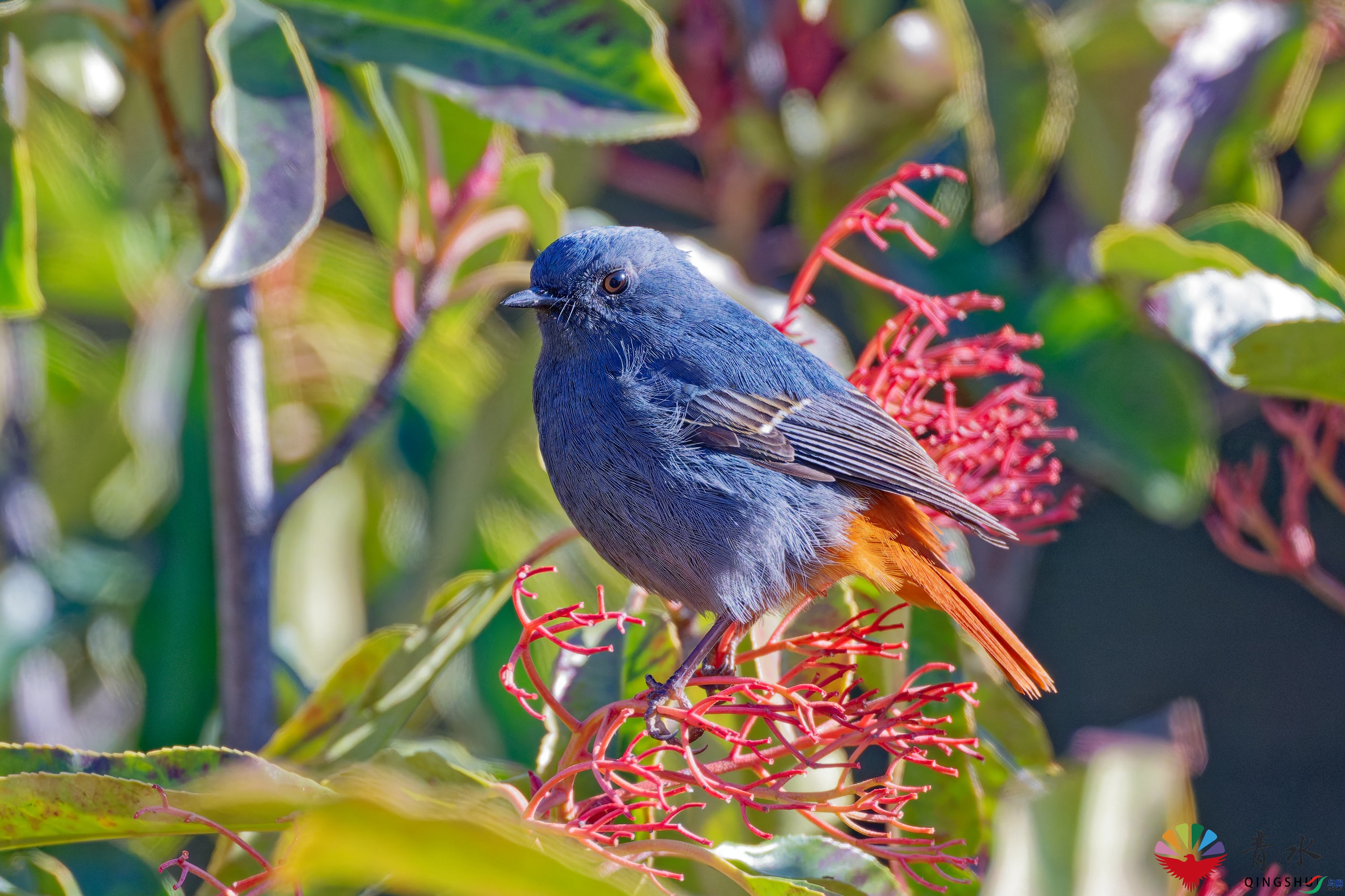 DSC_9896.jpg
