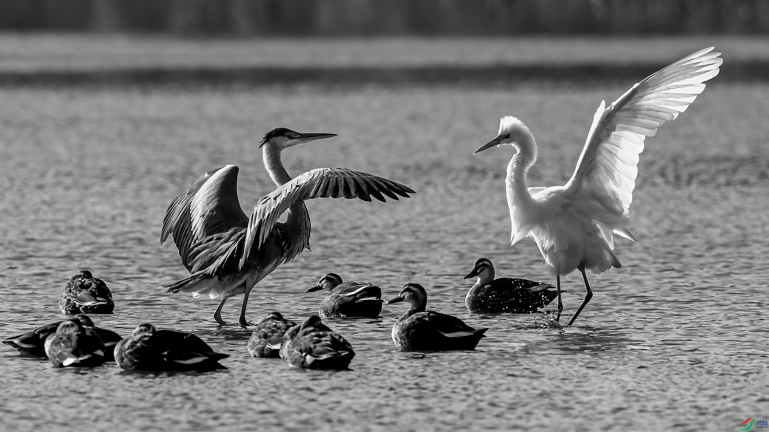 DSC05581a_����.jpg