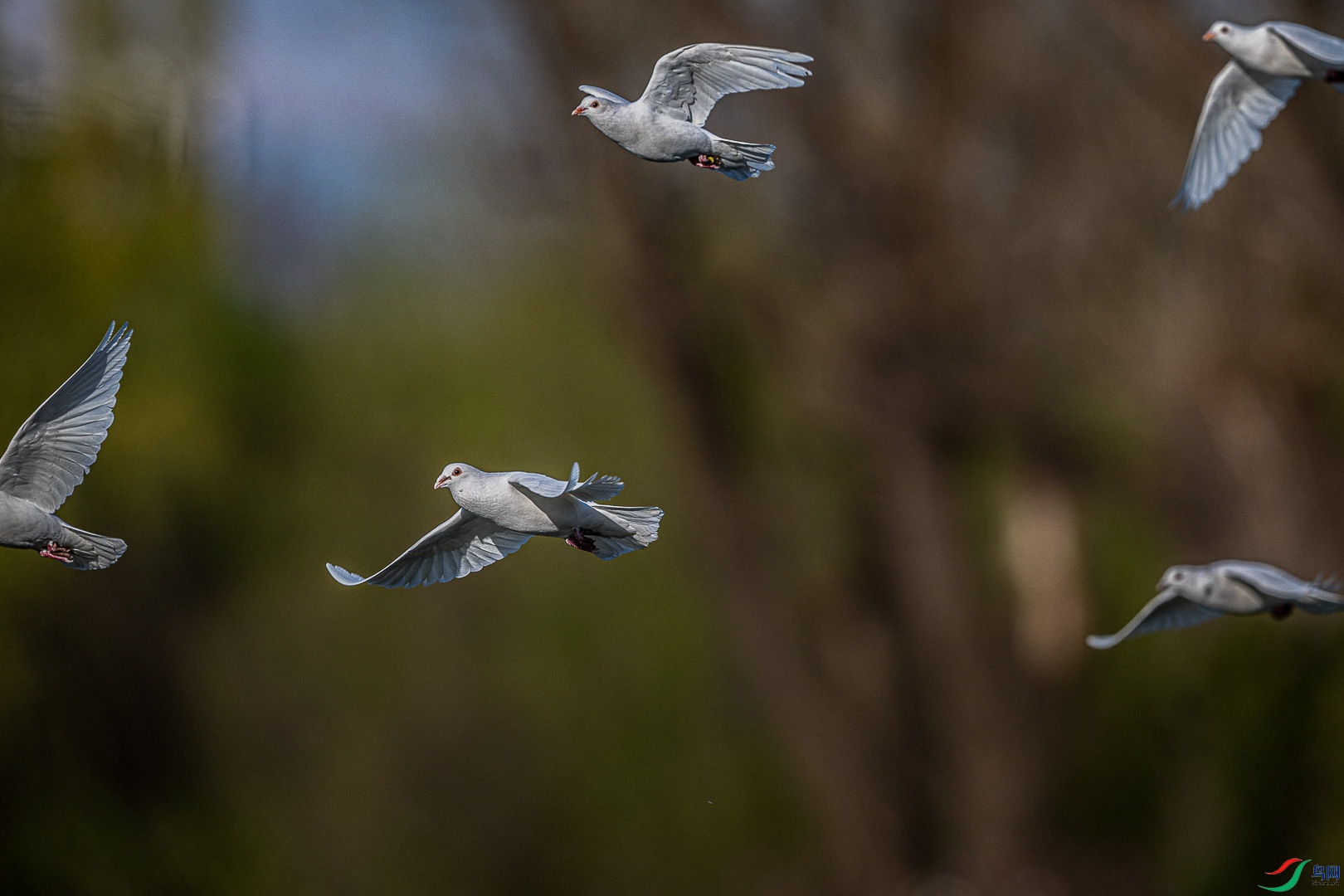 DSC_7608_1.jpg