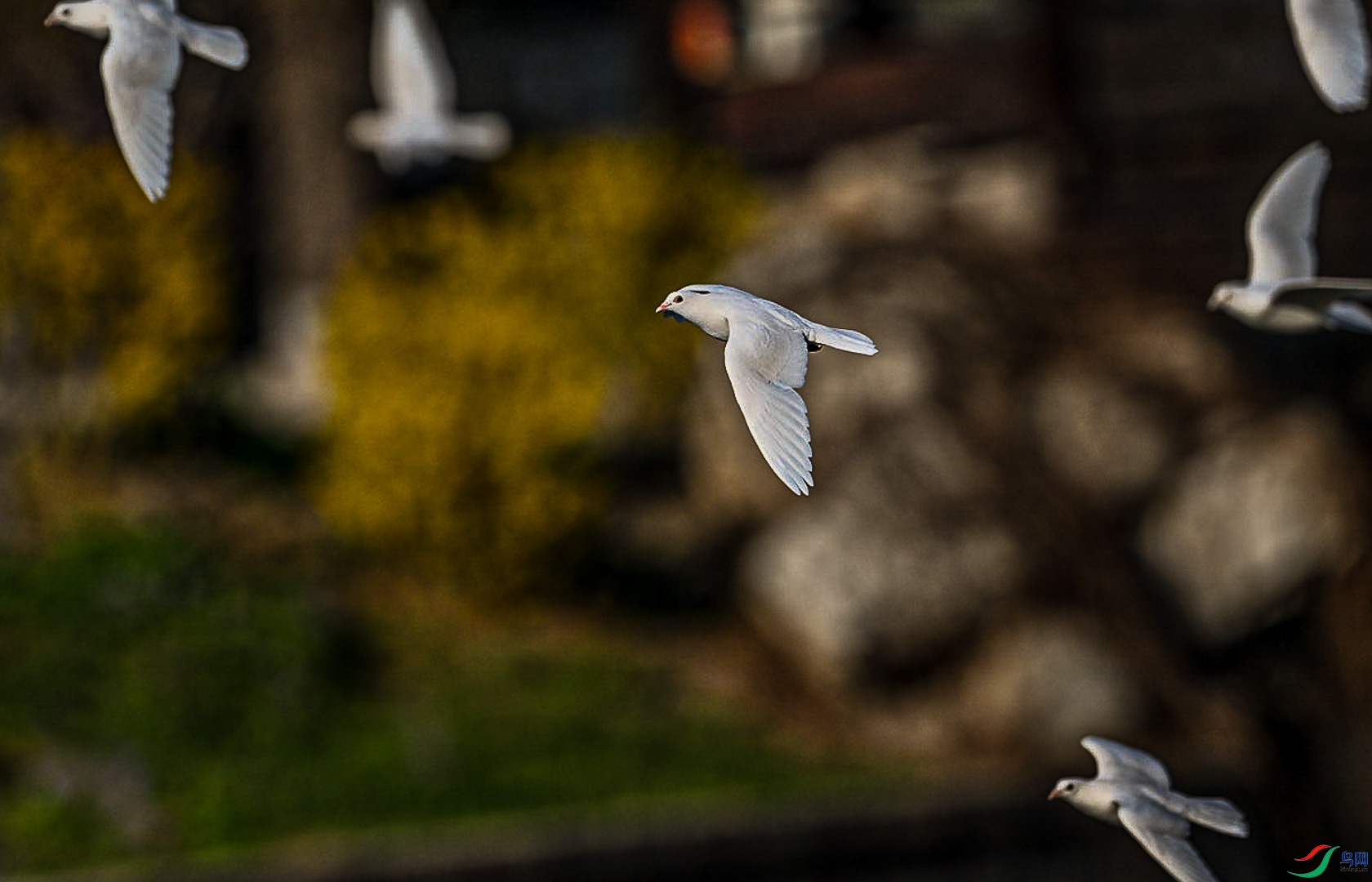 DSC_7645      _1_1.jpg