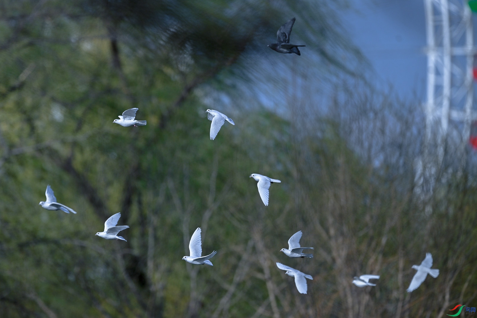 DSC_7651      _2.jpg