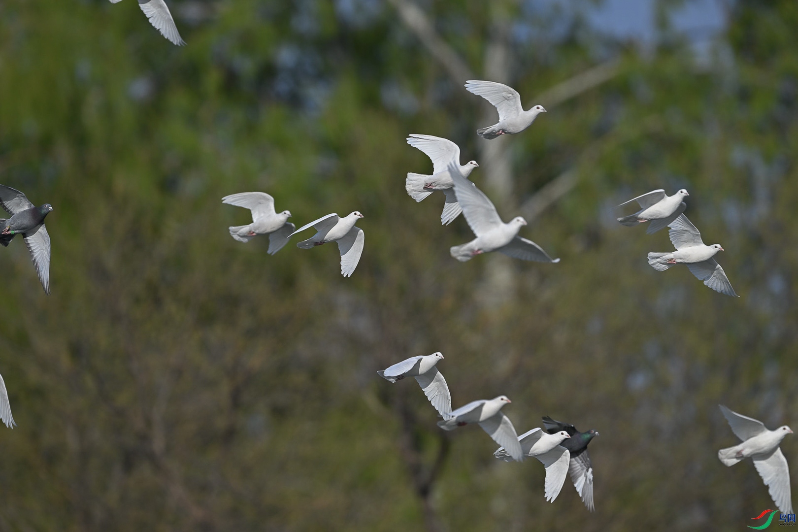 DSC_7677      _1.jpg