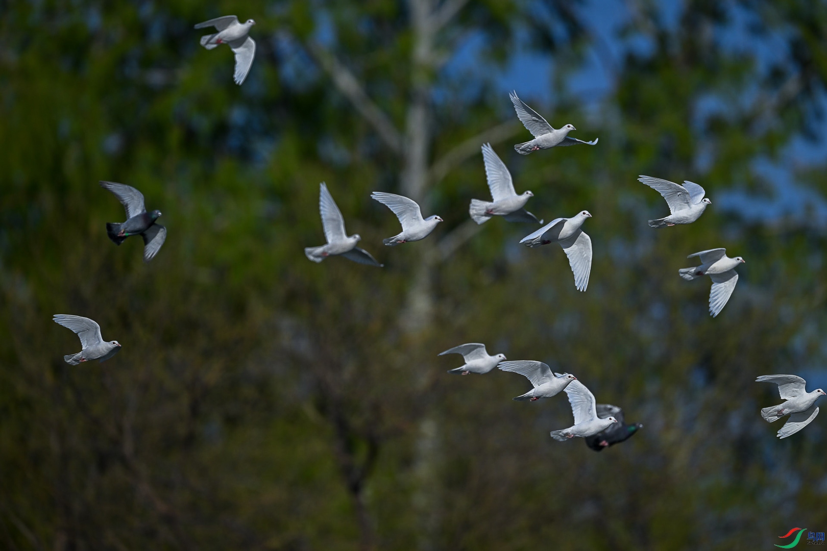 DSC_7678      _1.jpg