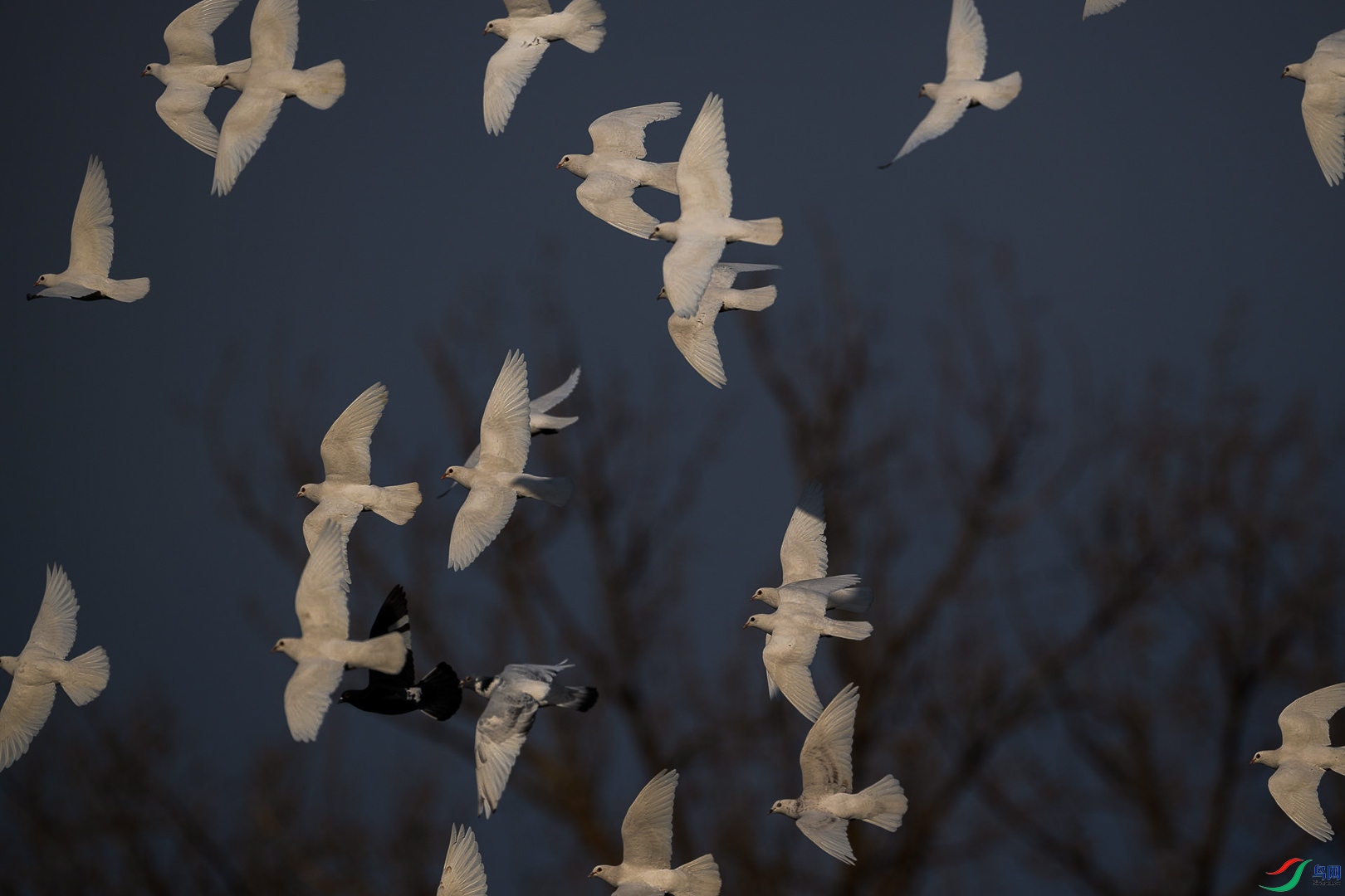 DSC_7684      _2_1.jpg