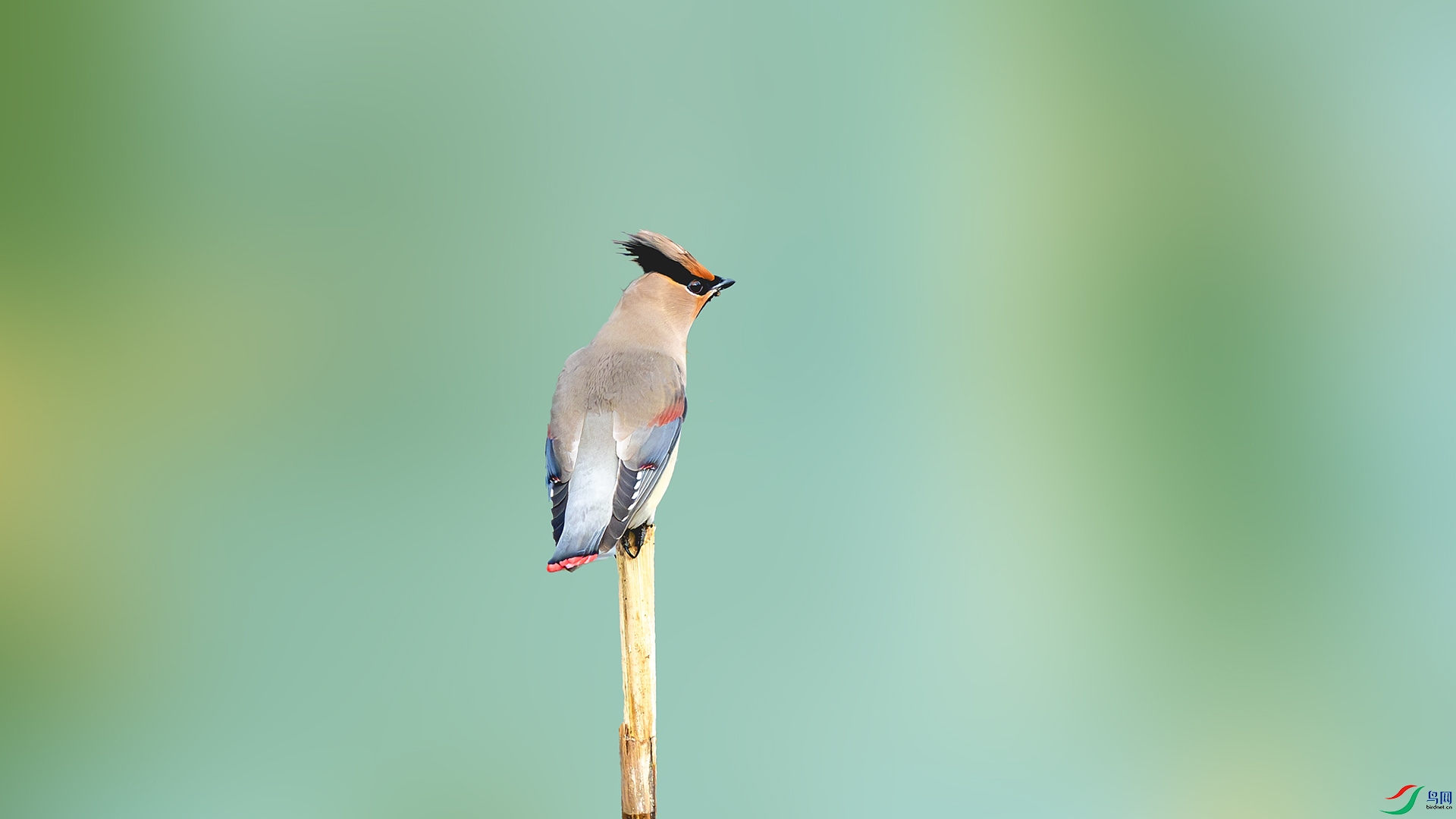 DSC_3641-����ǿ-NR ����.jpg