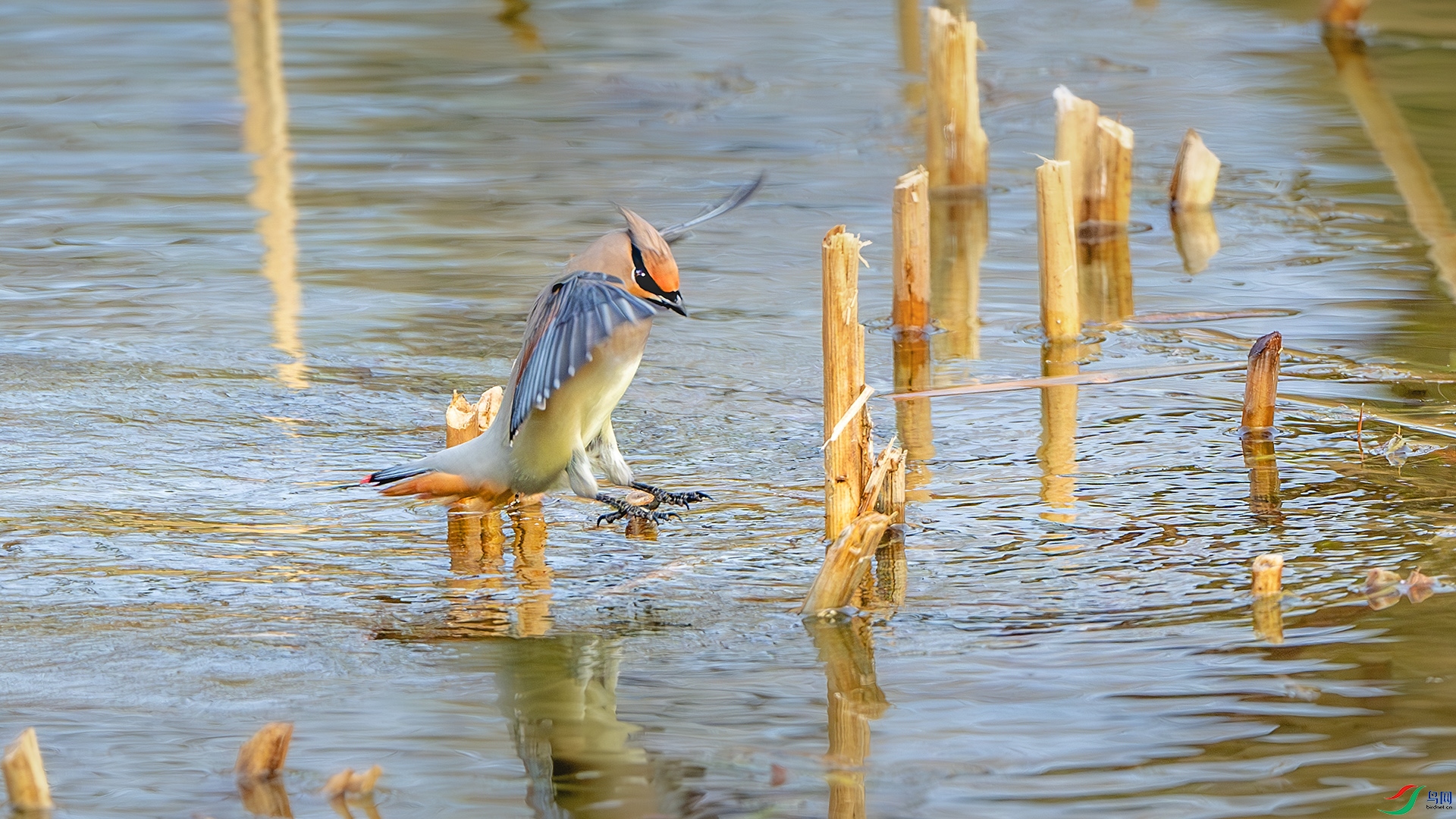 DSC_3667-����ǿ-NR ����.jpg