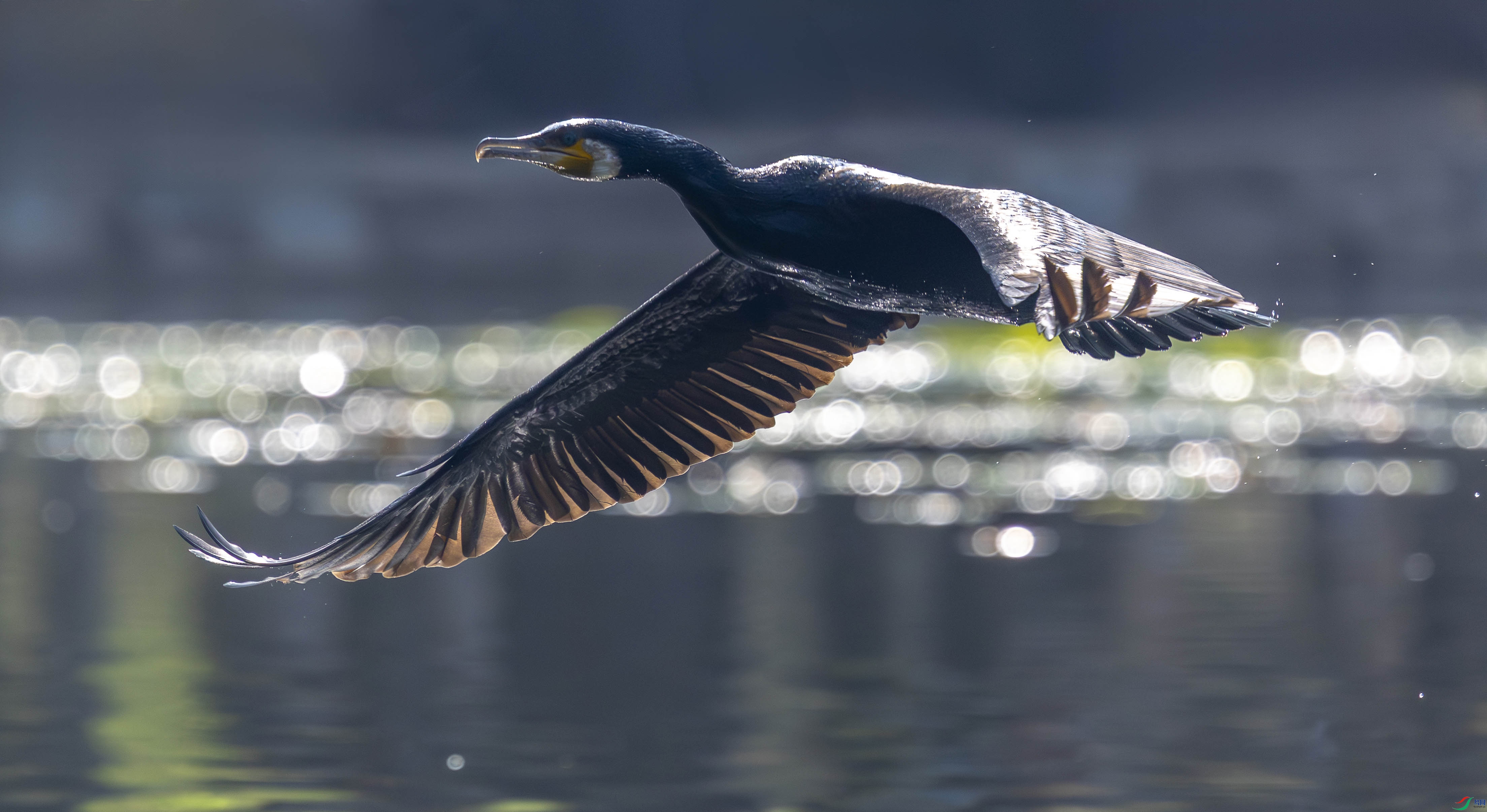 5N2A8499-1 ���� 2.jpg