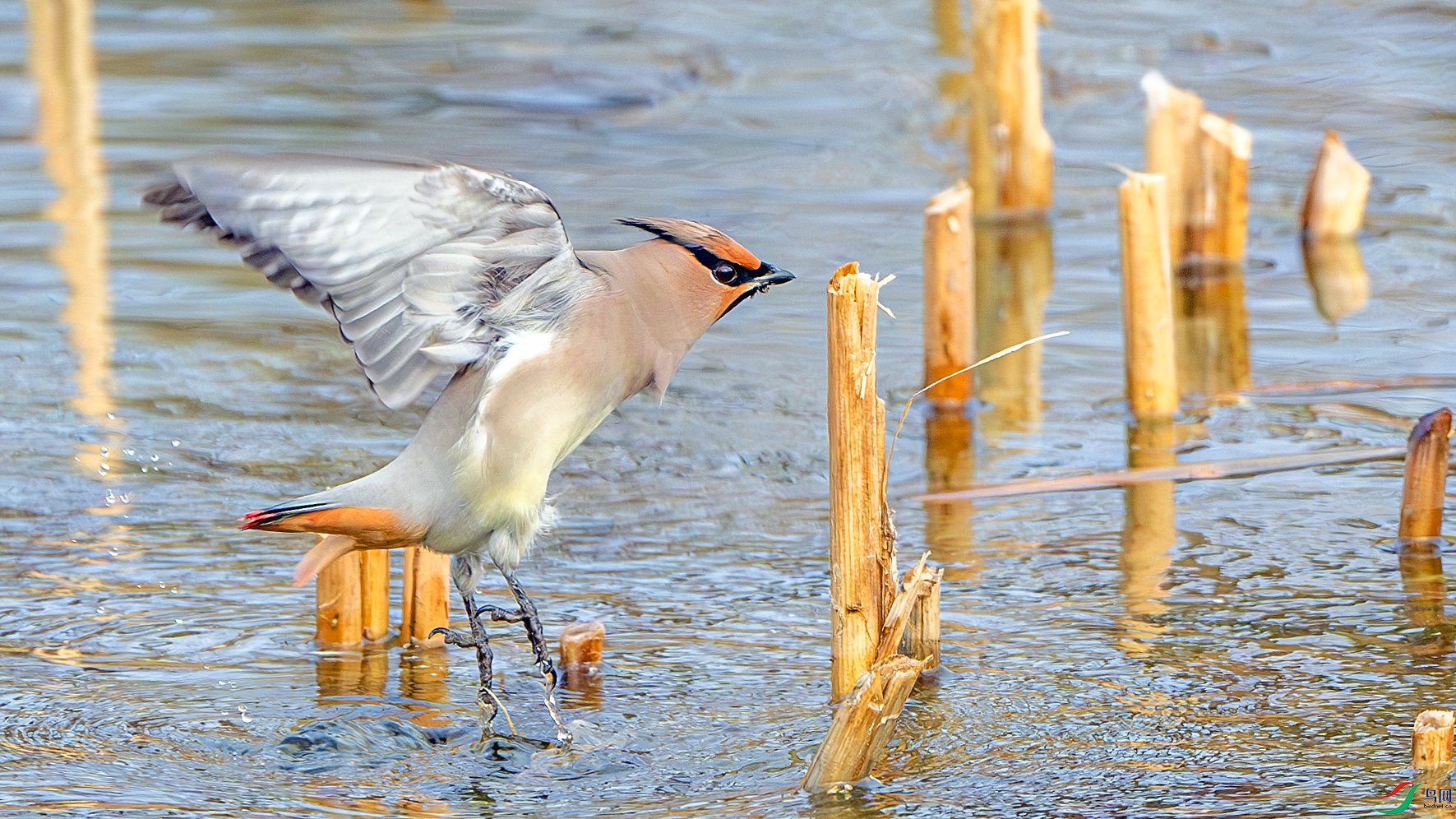 DSC_3673-����ǿ-NR ����.jpg