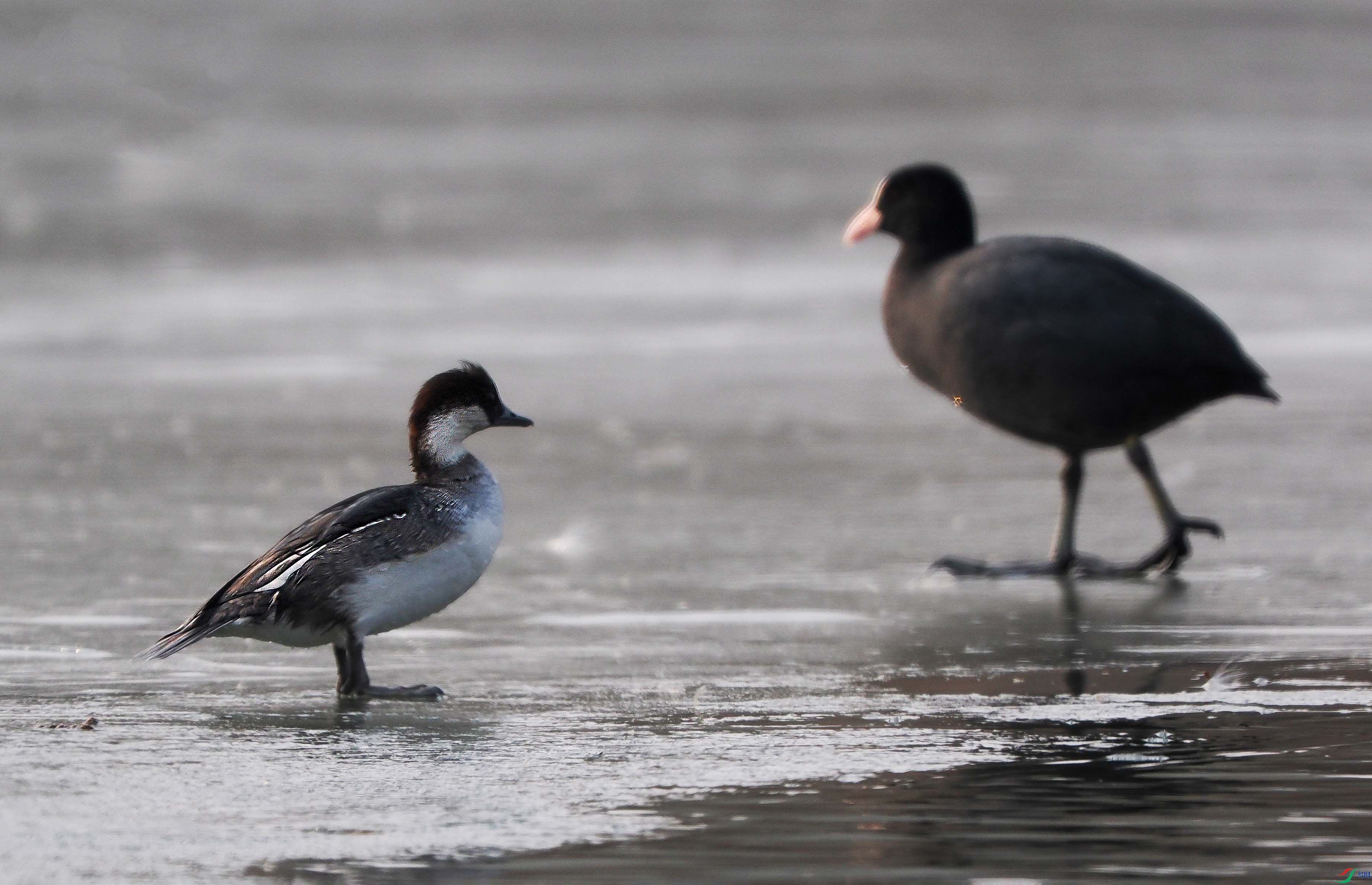 1-P1280577 ���� -xt.jpg