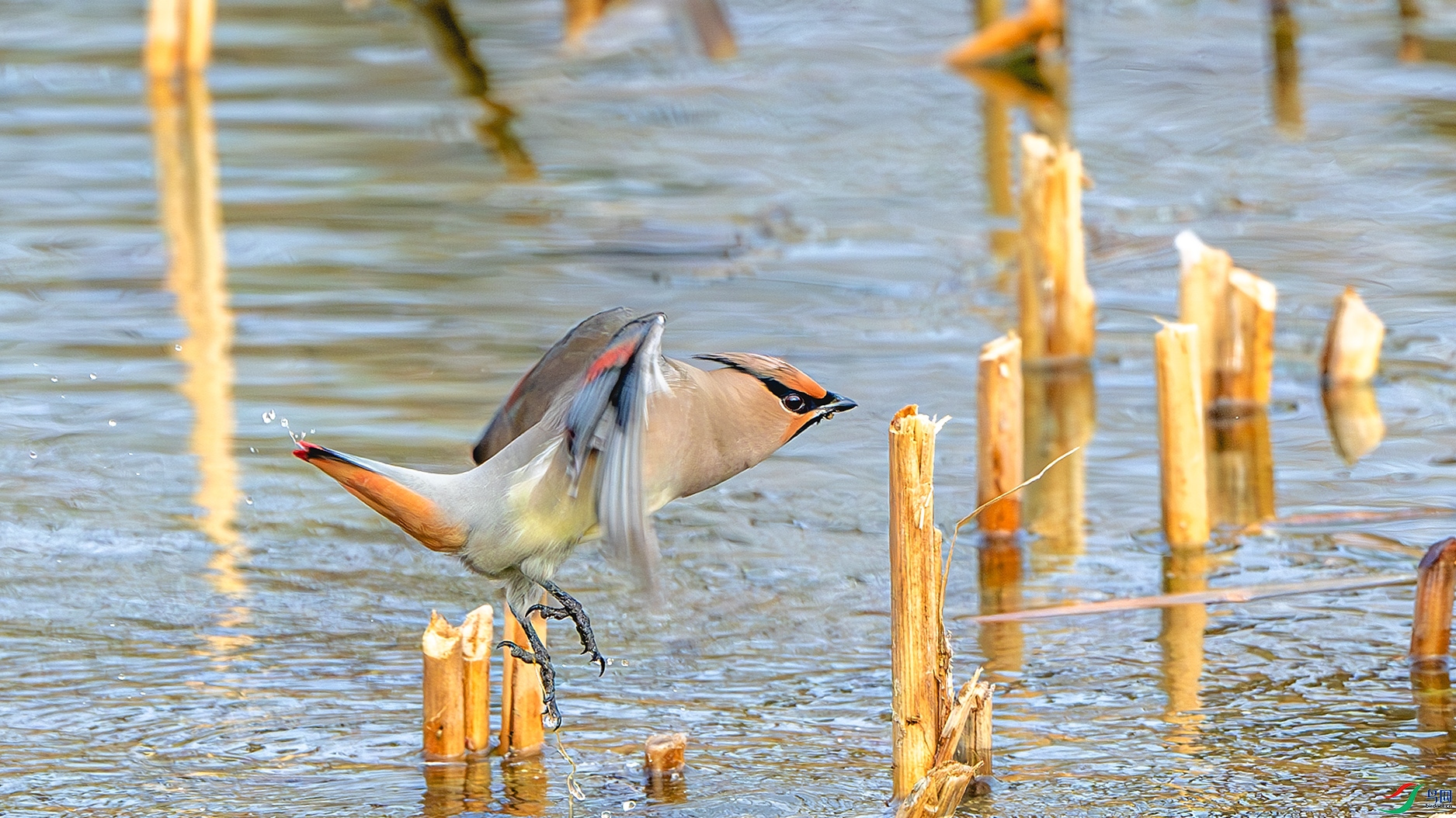 DSC_3674-����ǿ-NR ����.jpg