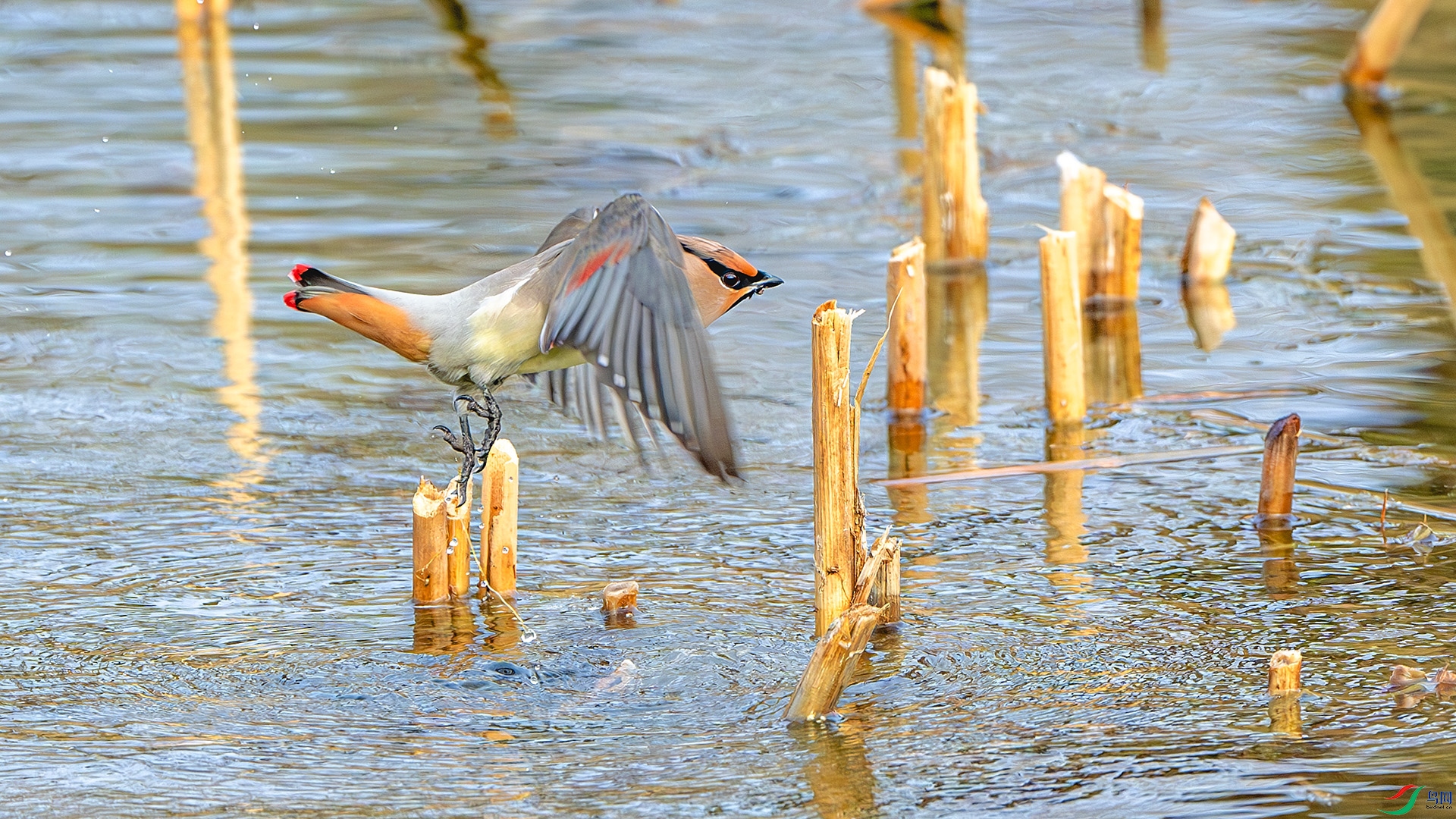 DSC_3675-����ǿ-NR ����.jpg