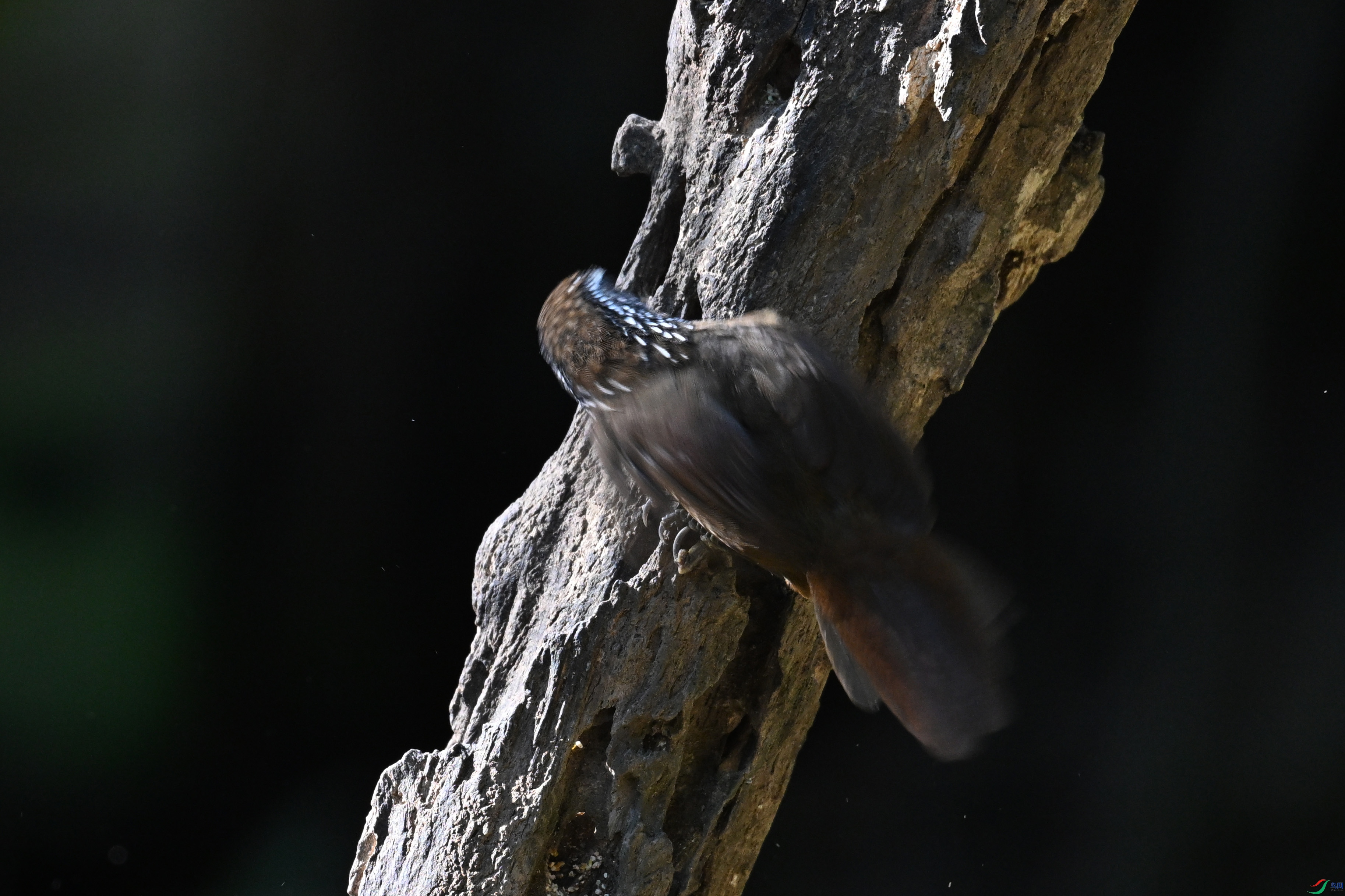 DSC_6383.JPG