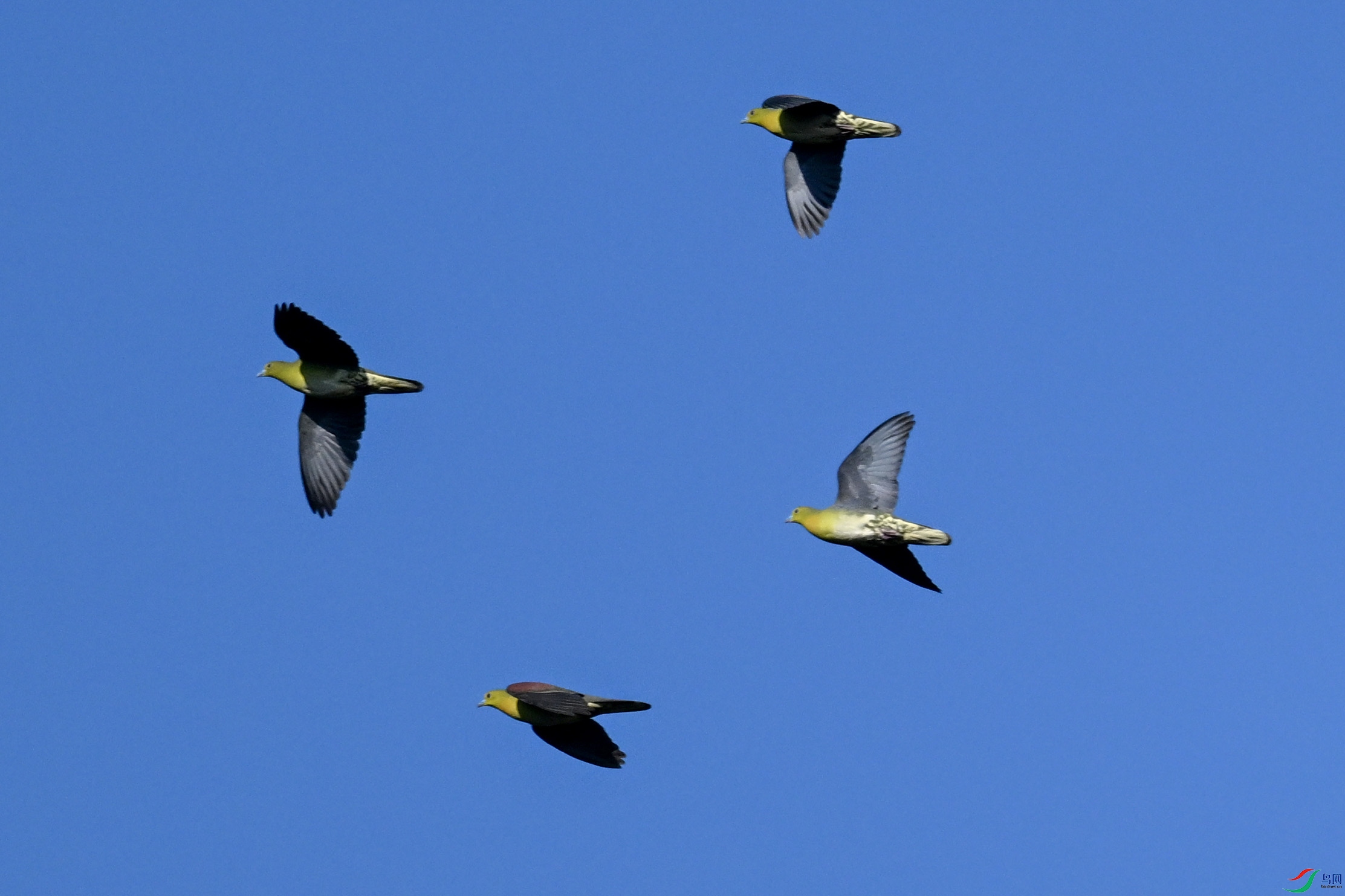 DSC_6335.JPG