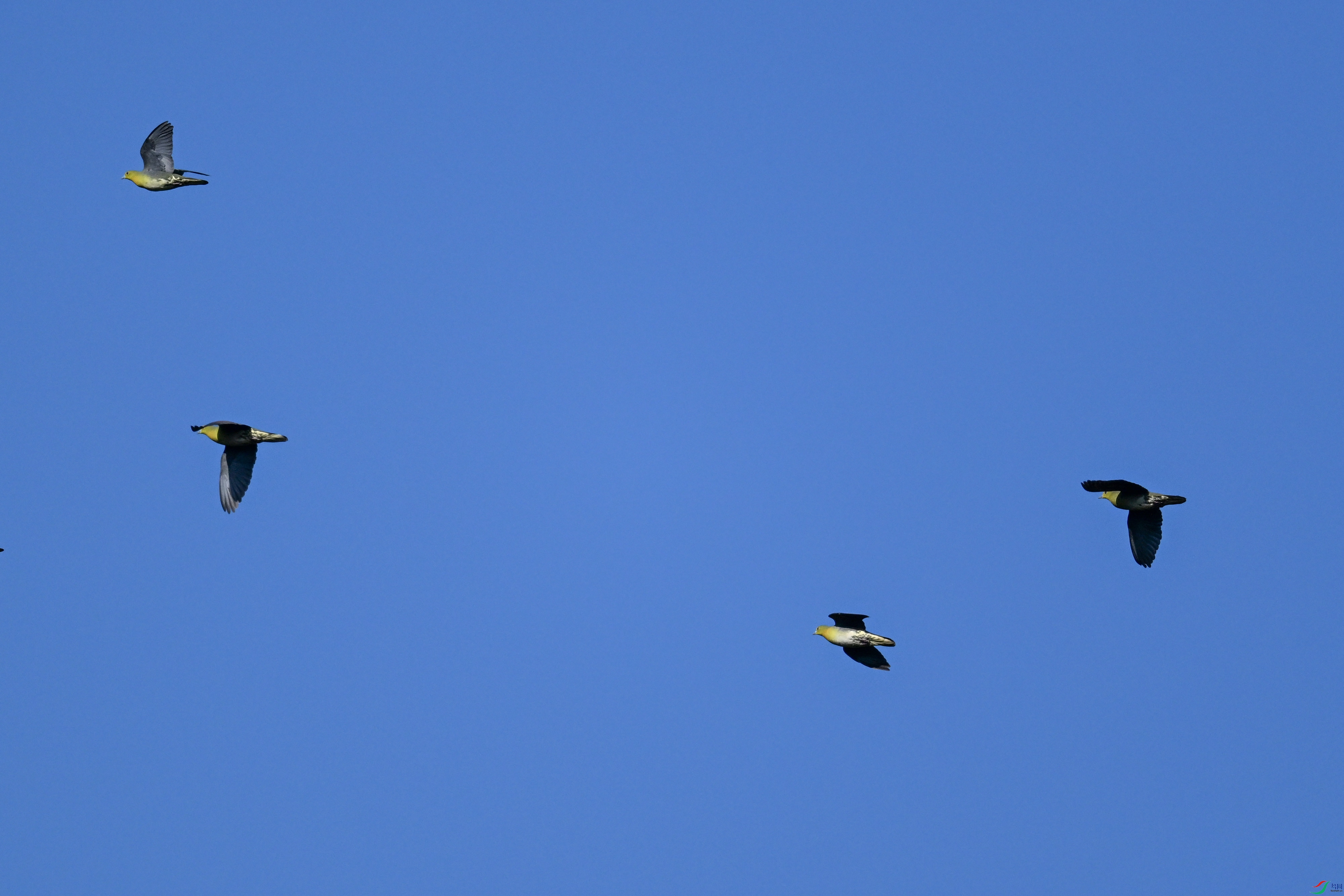 DSC_6339.JPG