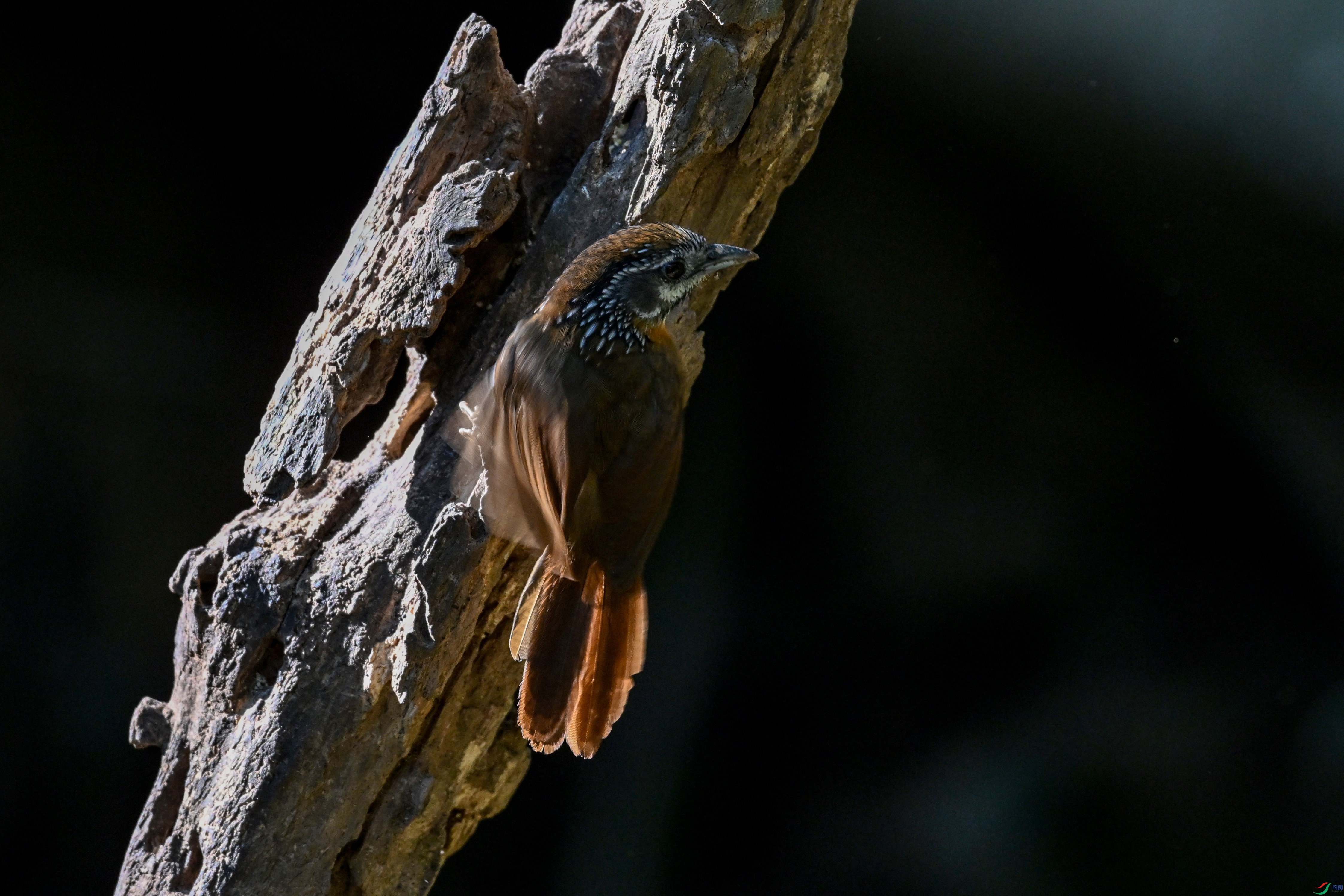 DSC_6387.JPG