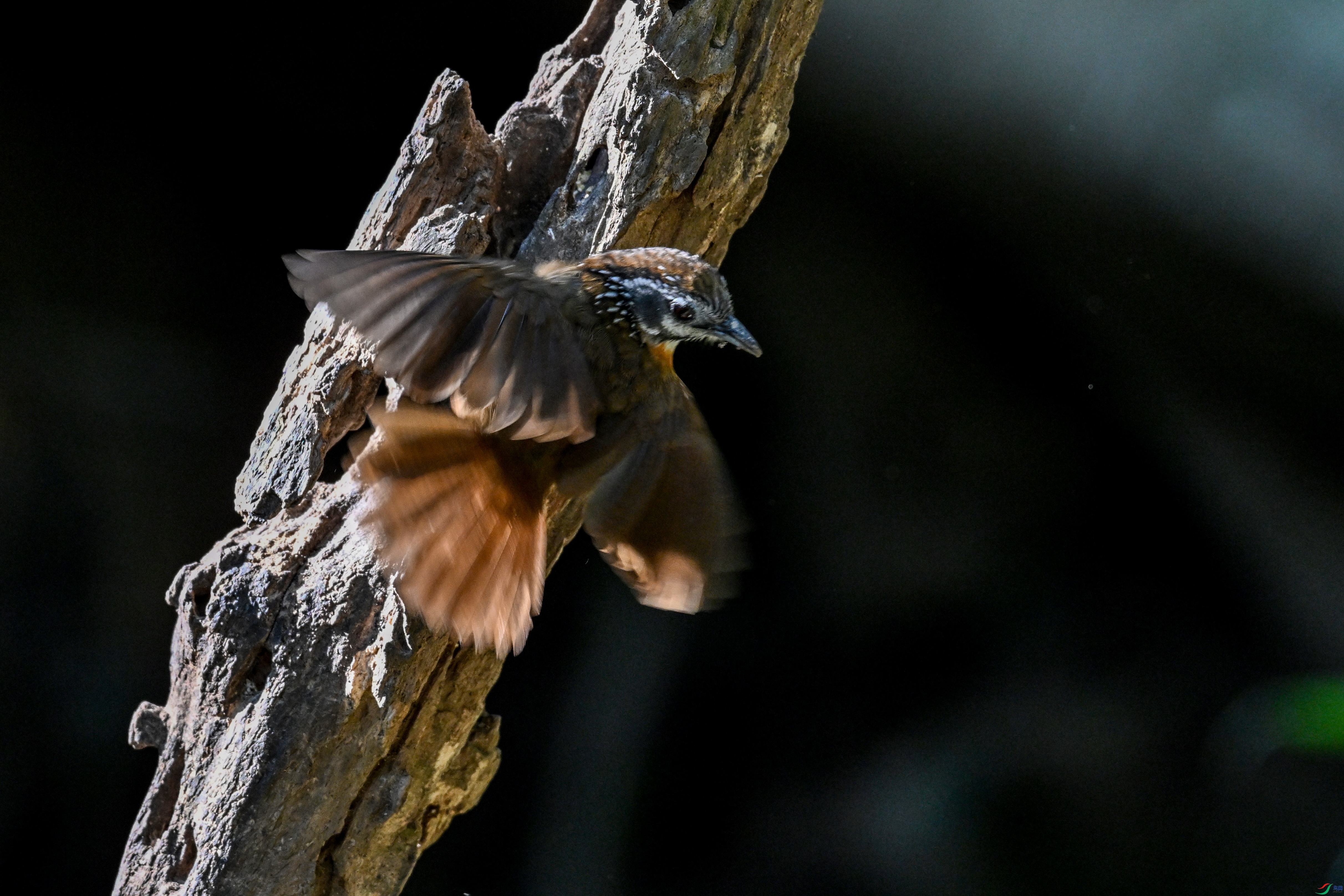 DSC_6388.JPG