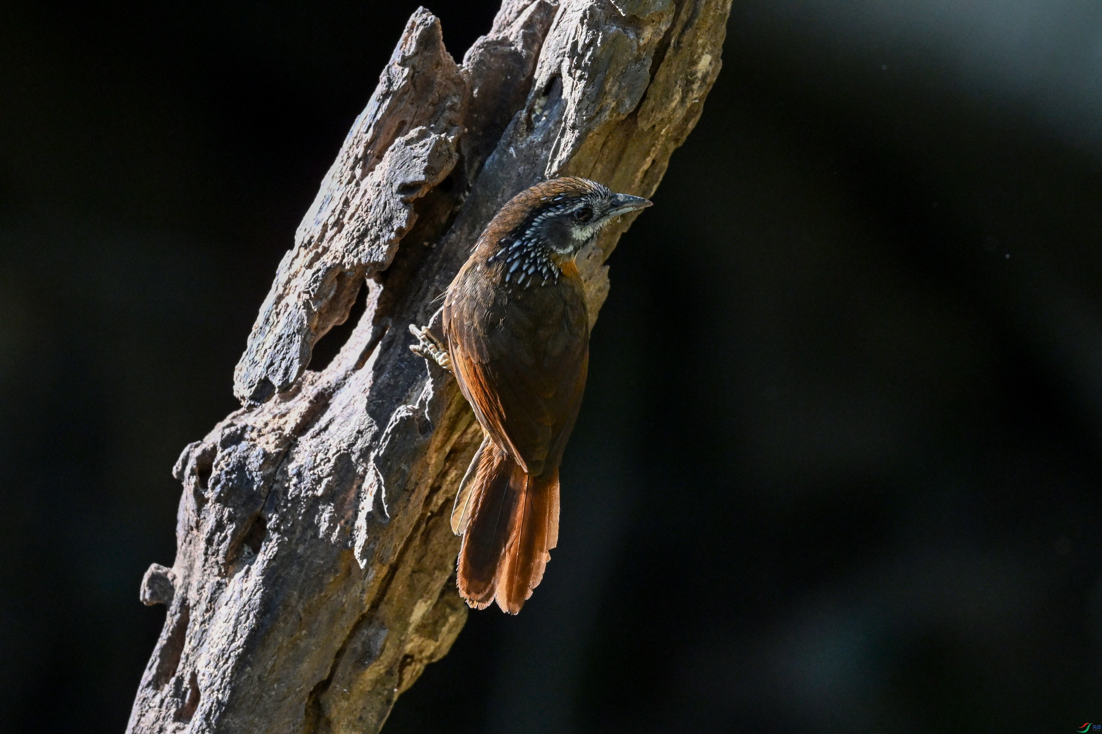 DSC_6386.JPG