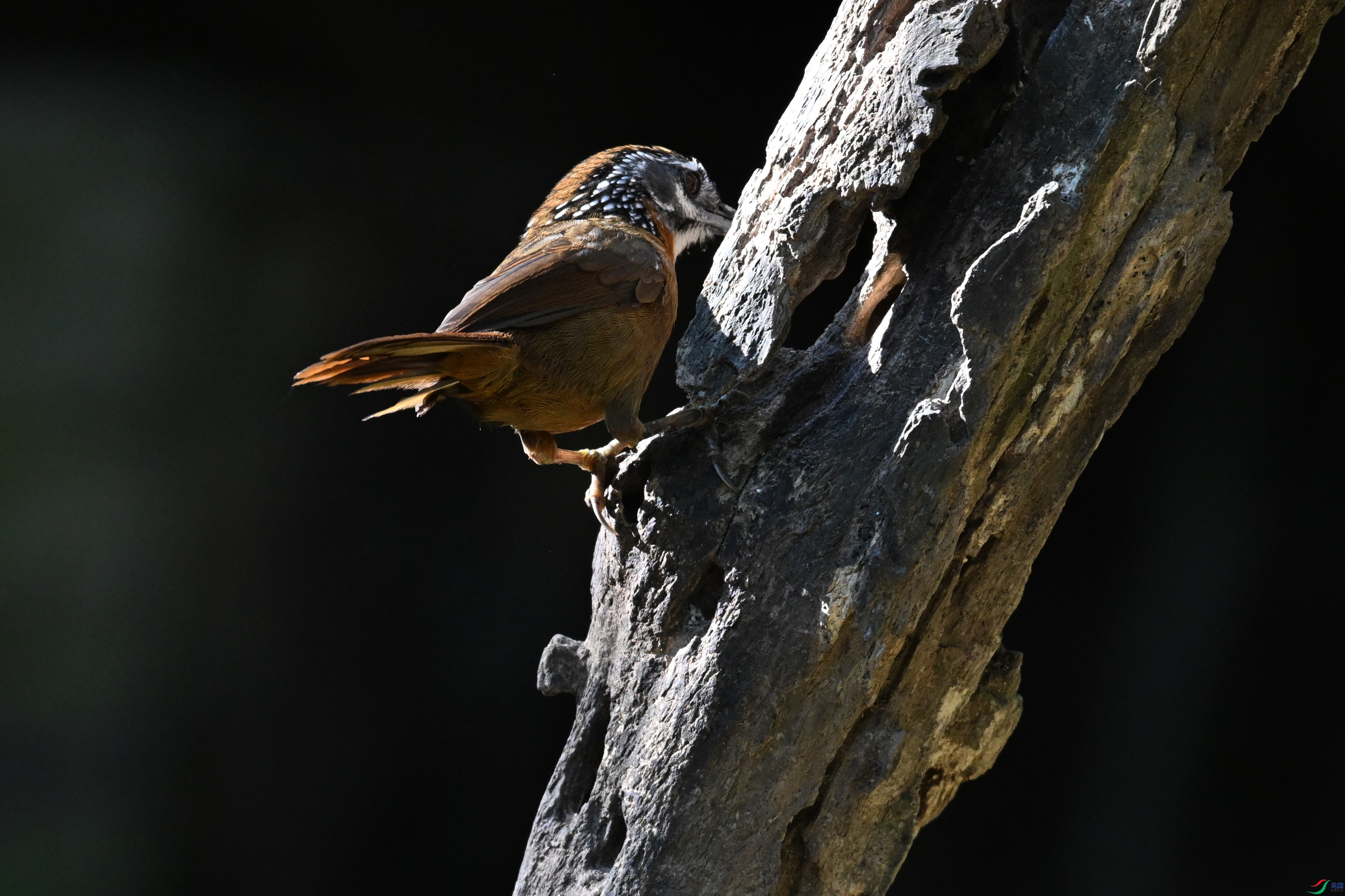 DSC_6384.JPG