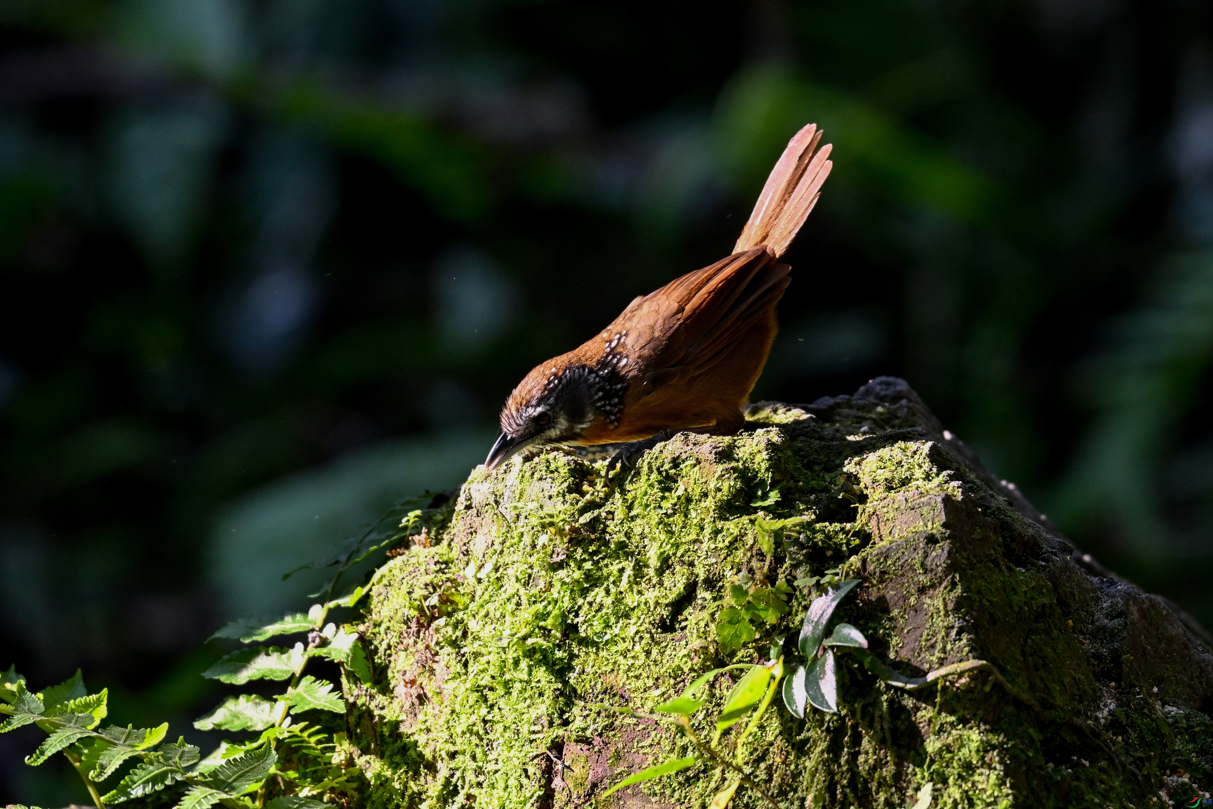 DSC_6367.JPG