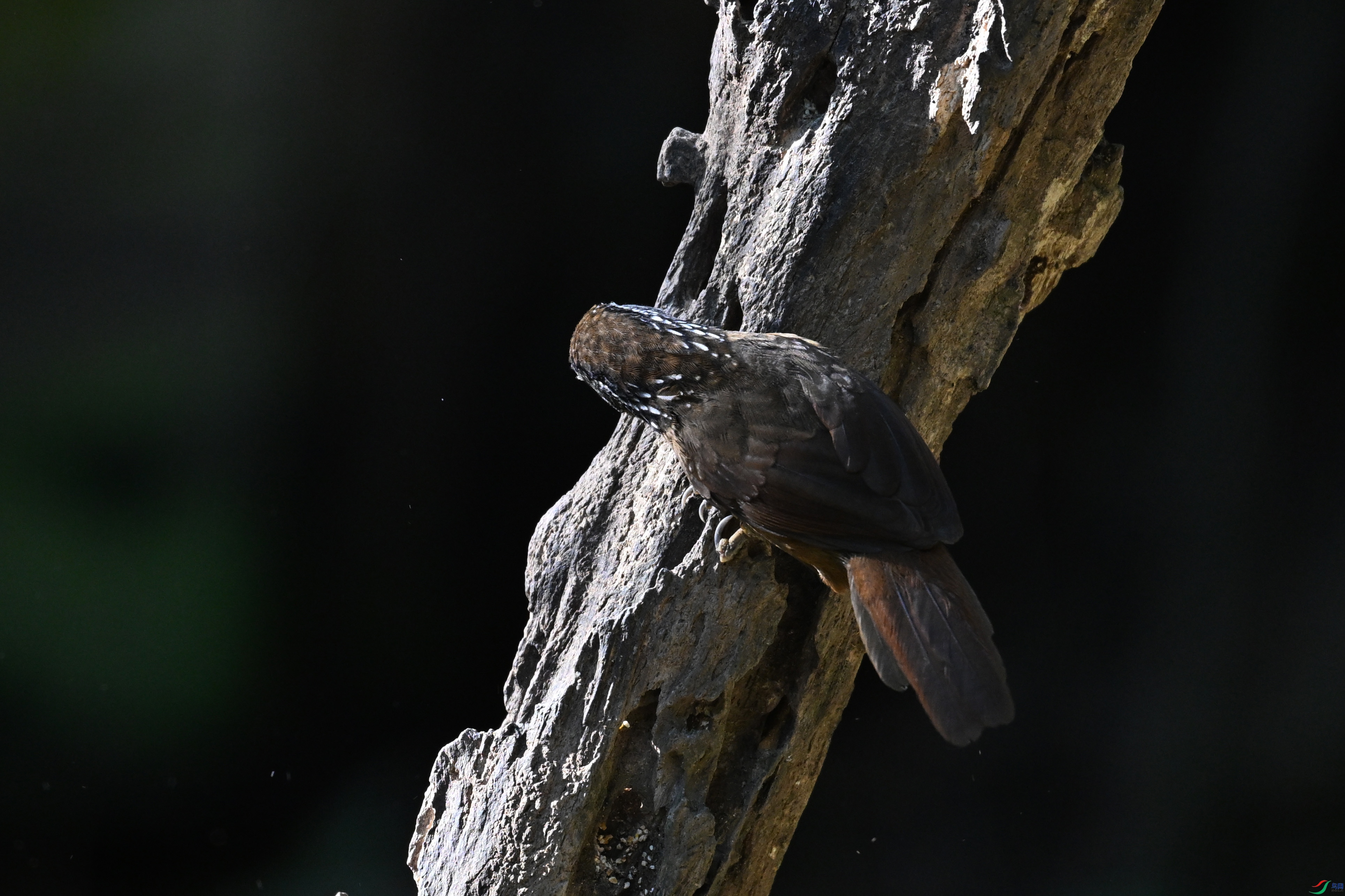 DSC_6382.JPG