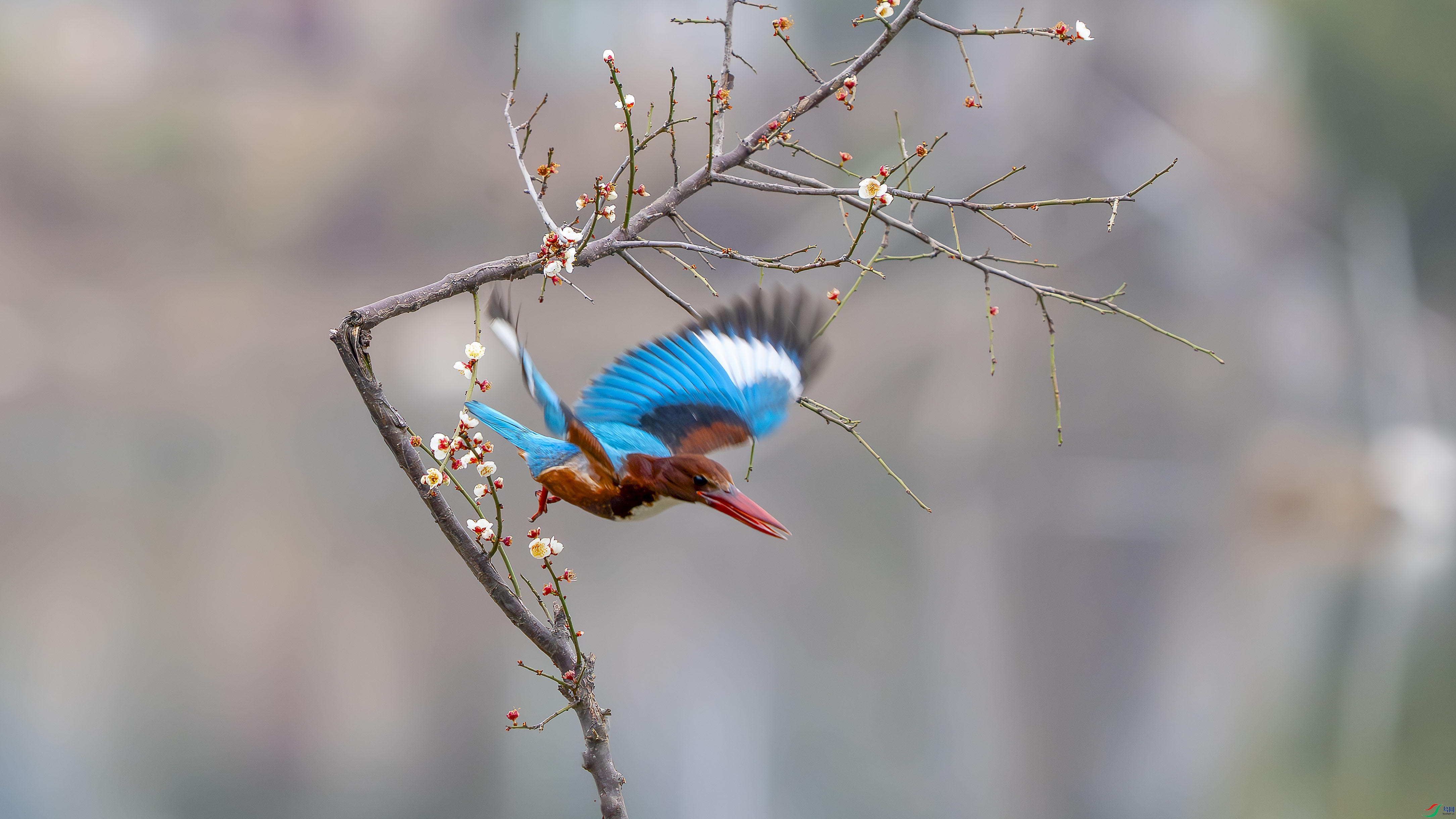 _ZZX9143 ����xiao ����.jpg