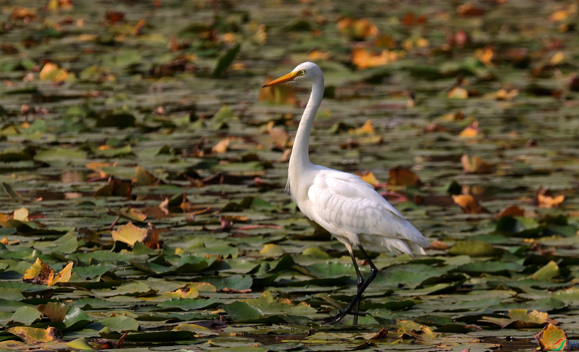 ���Ű���