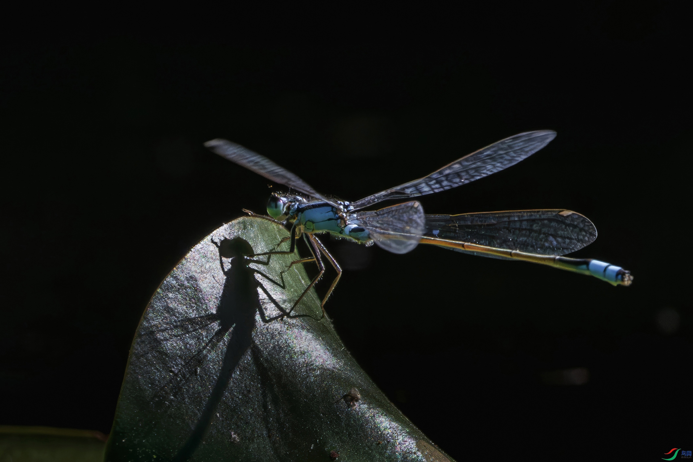 �����ڰ��ް�������ֲ��԰��